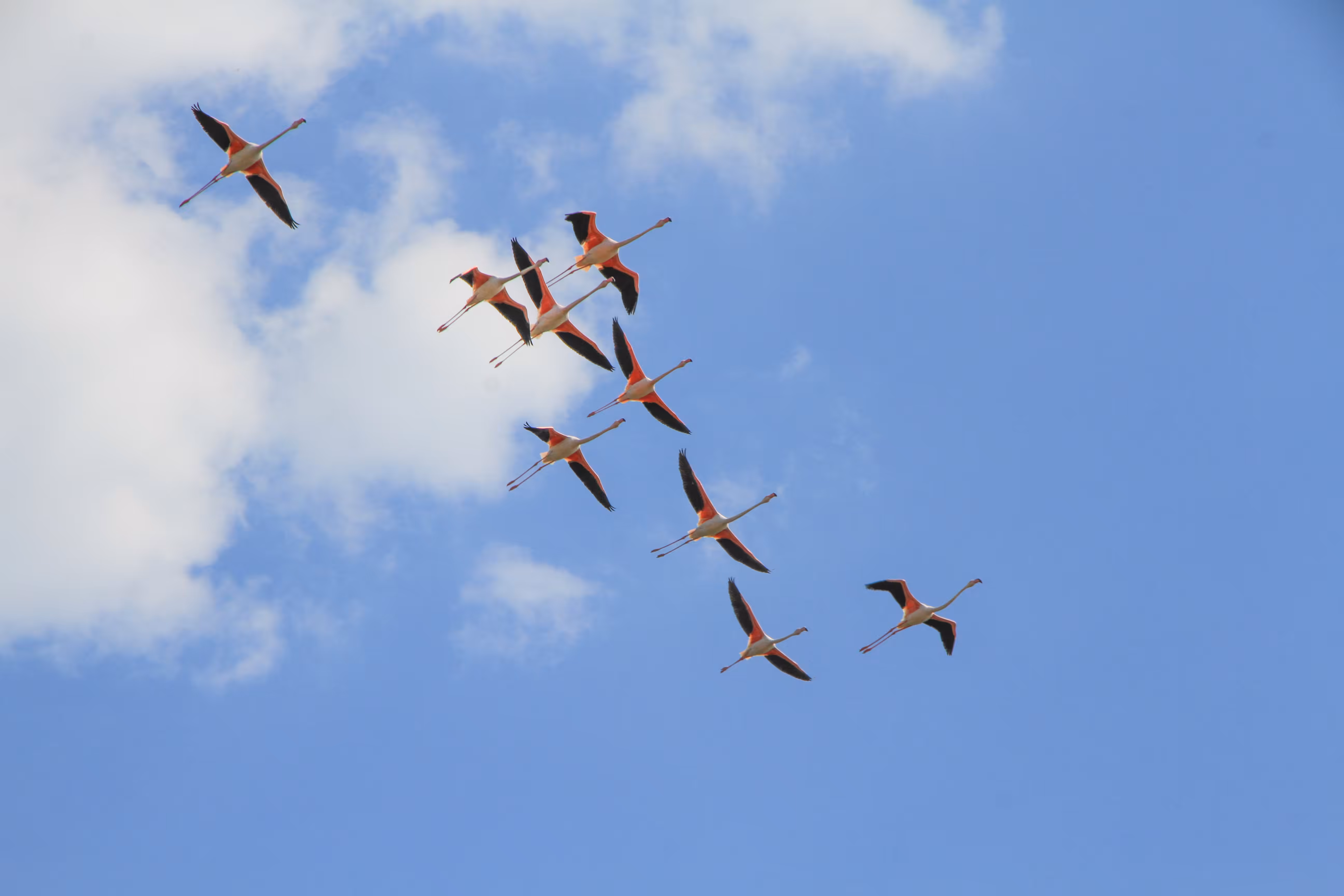 Pink Flamingos