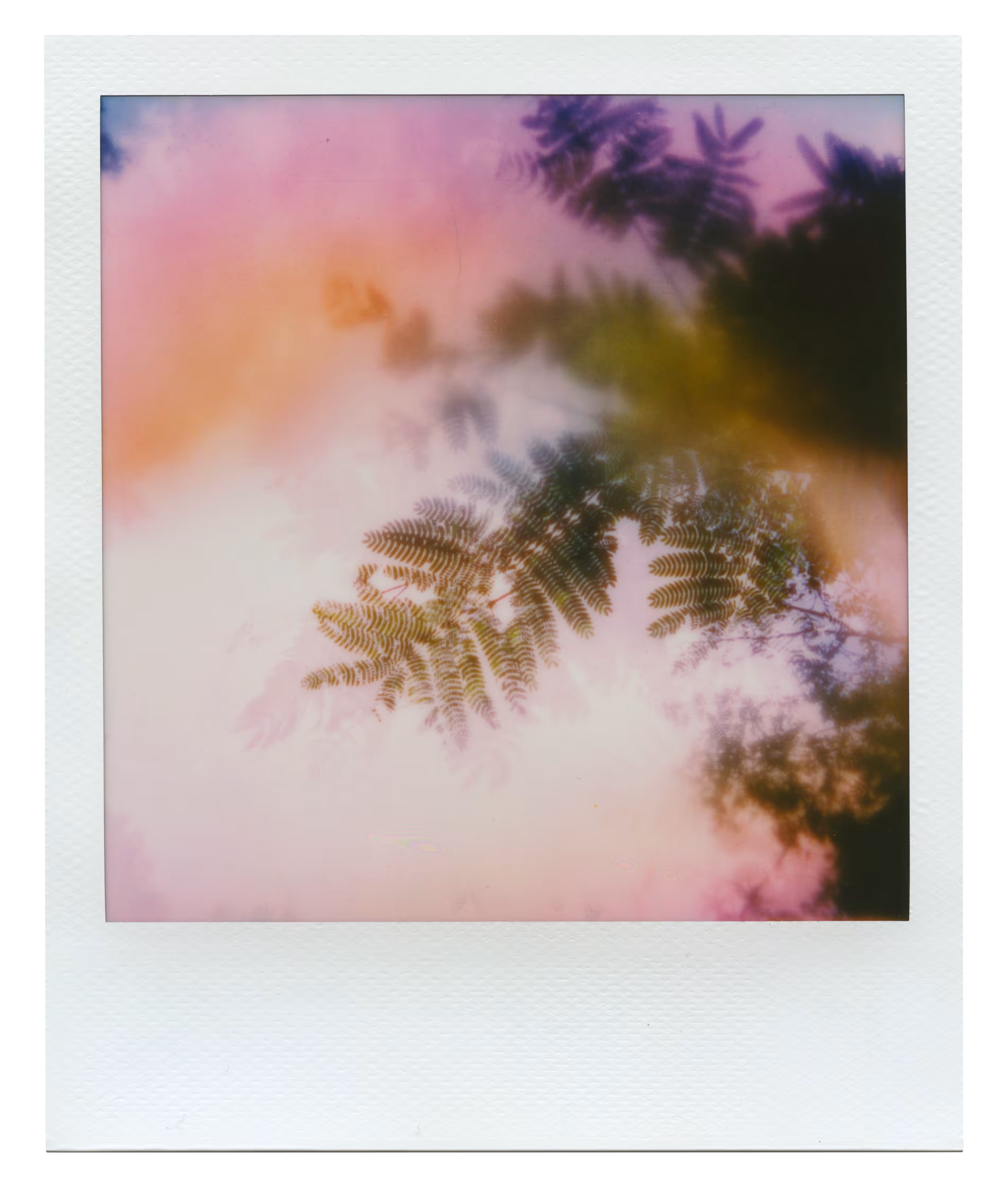 Manifestation