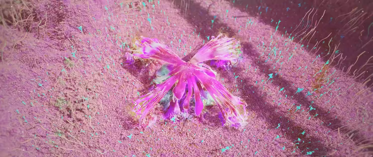 plasmasophica