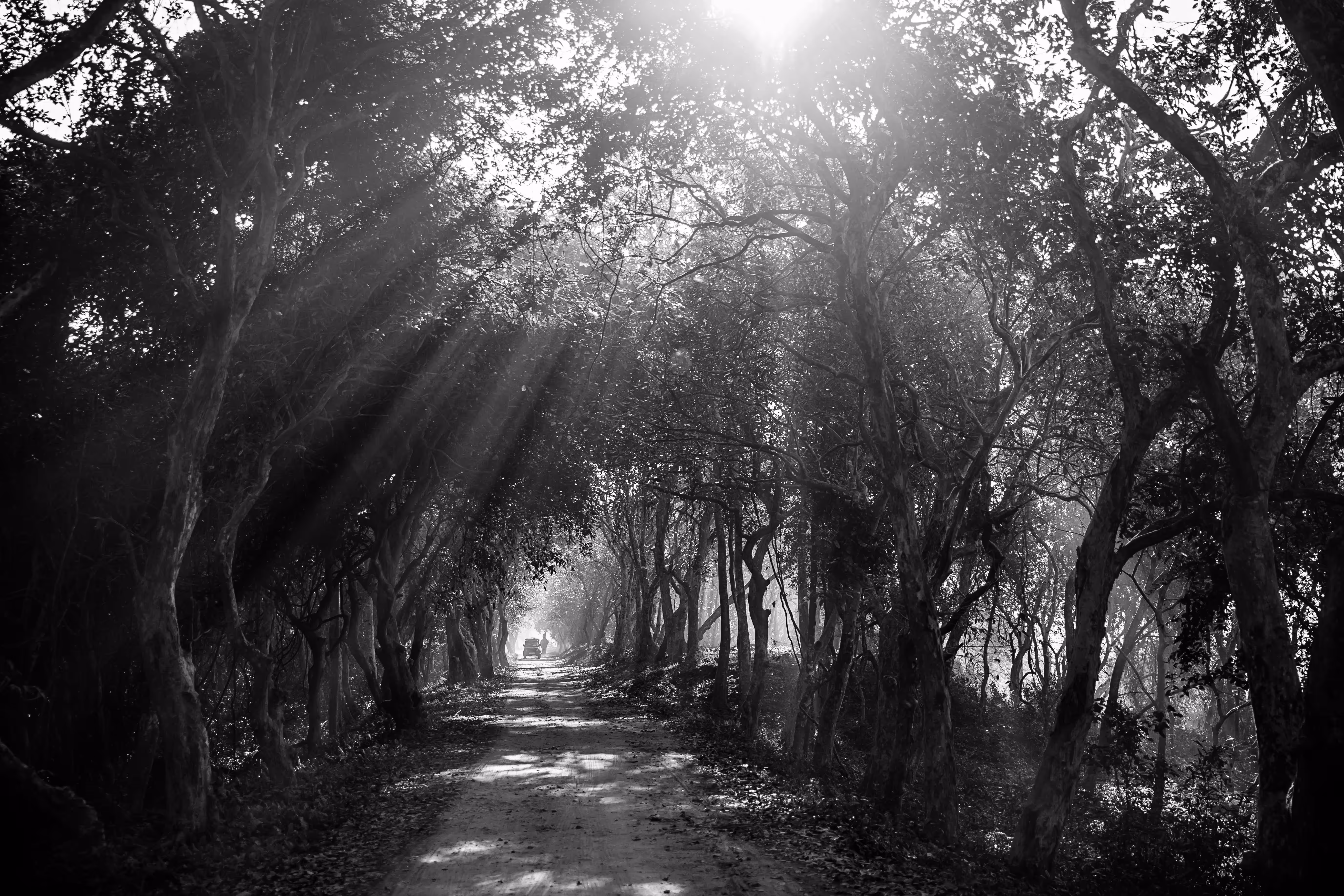 Sun Rays in the Jungle