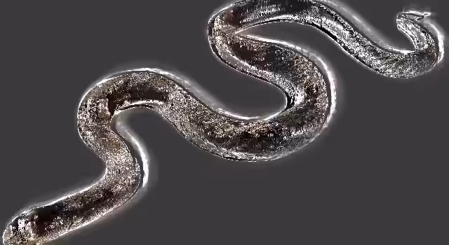 SNAKE MOTION- BY VRUoT
