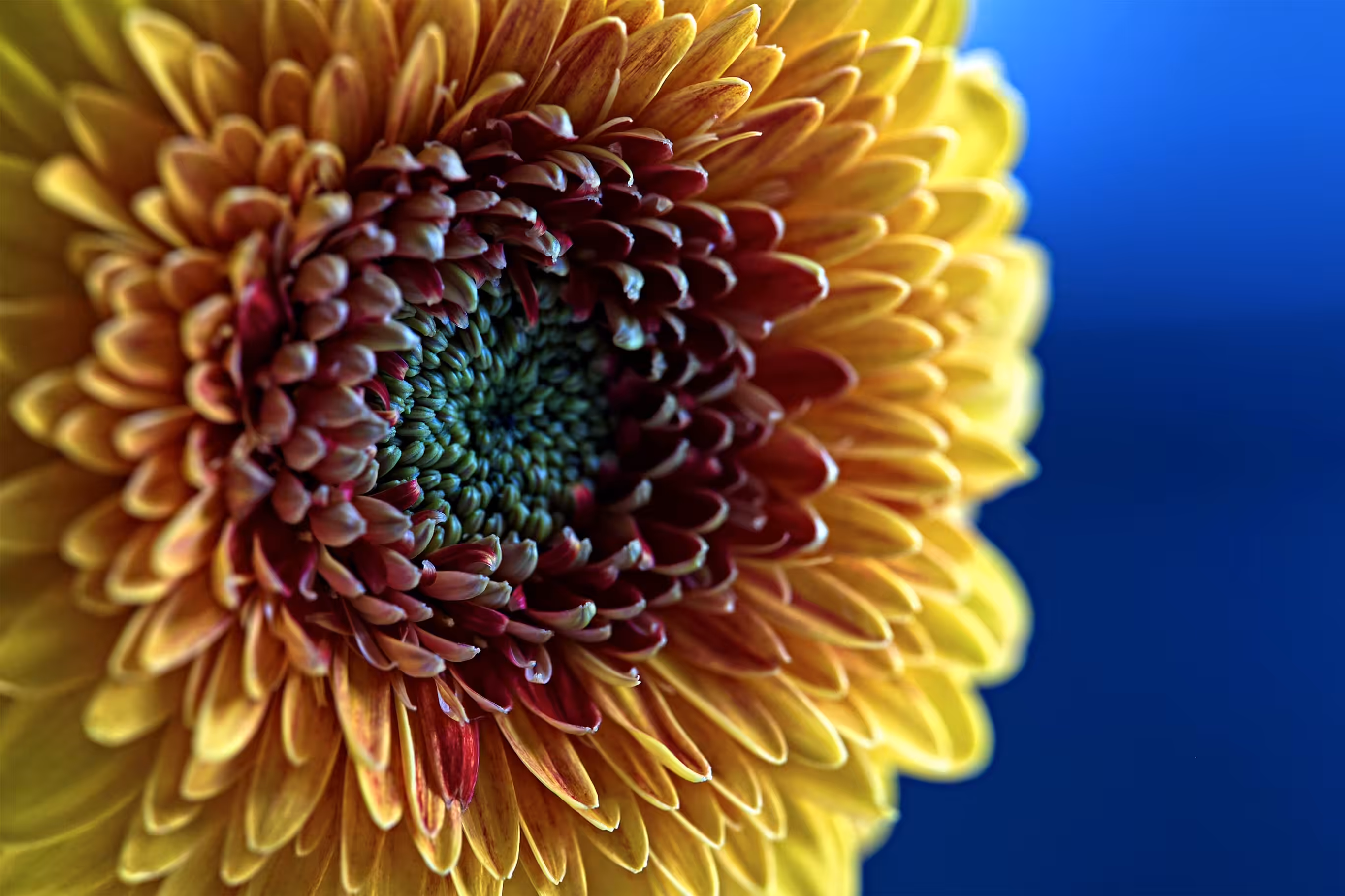 flowers for ukraine
