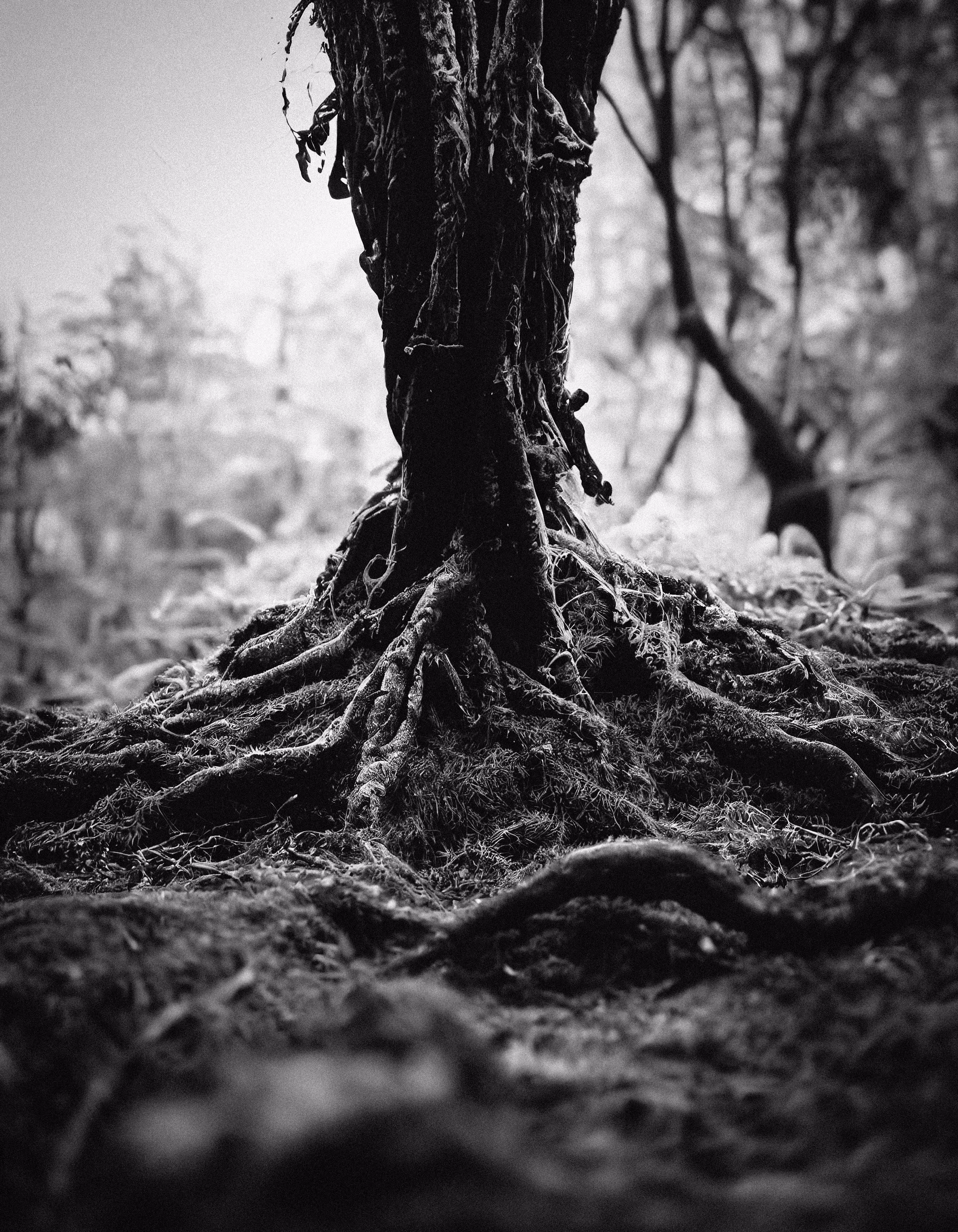 Black Earth