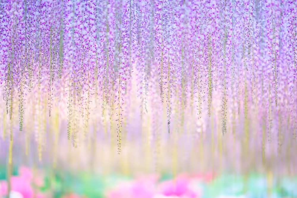 Rainbow shower (Wisteria No.9)