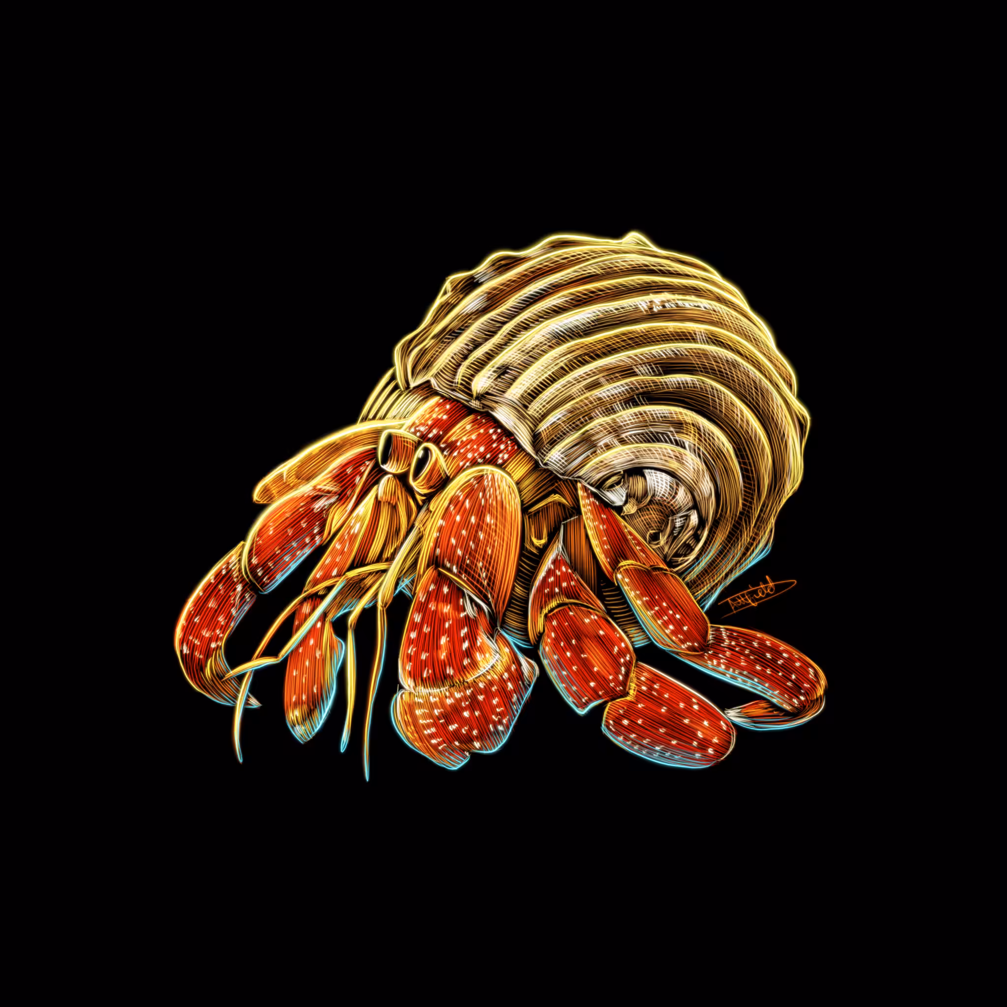Hermit Crab