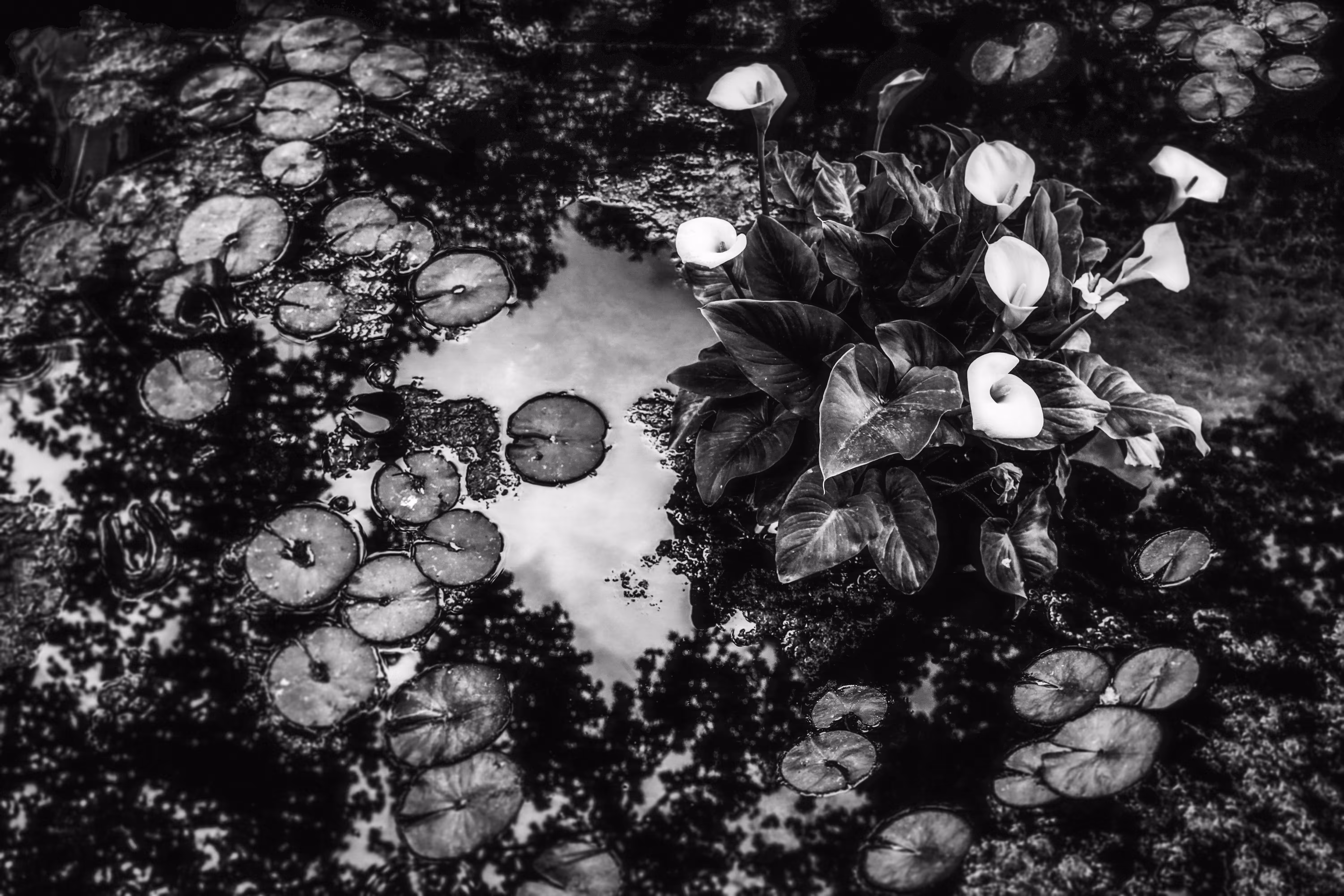 Shady Pond