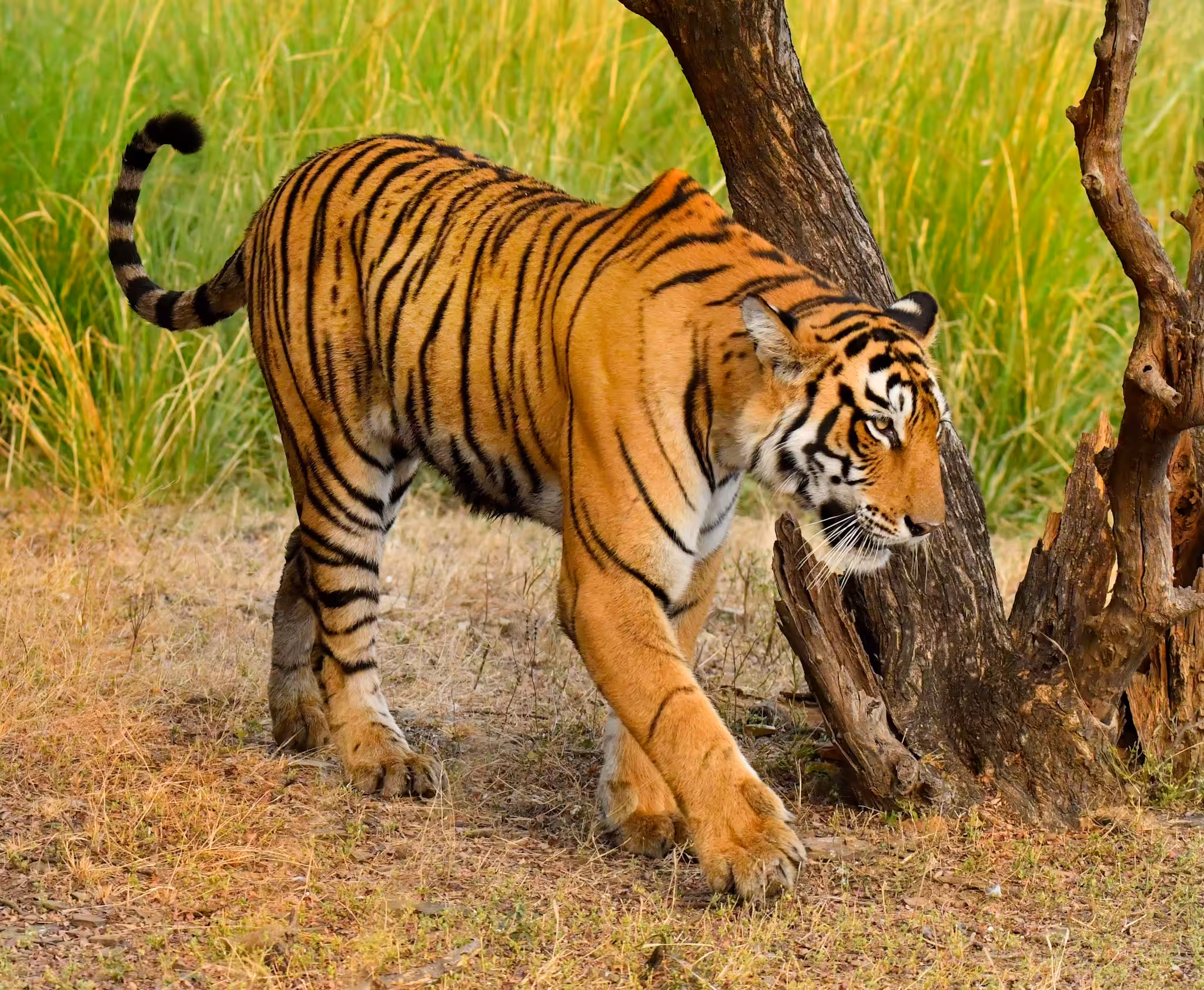 TIGER TRAILS #6