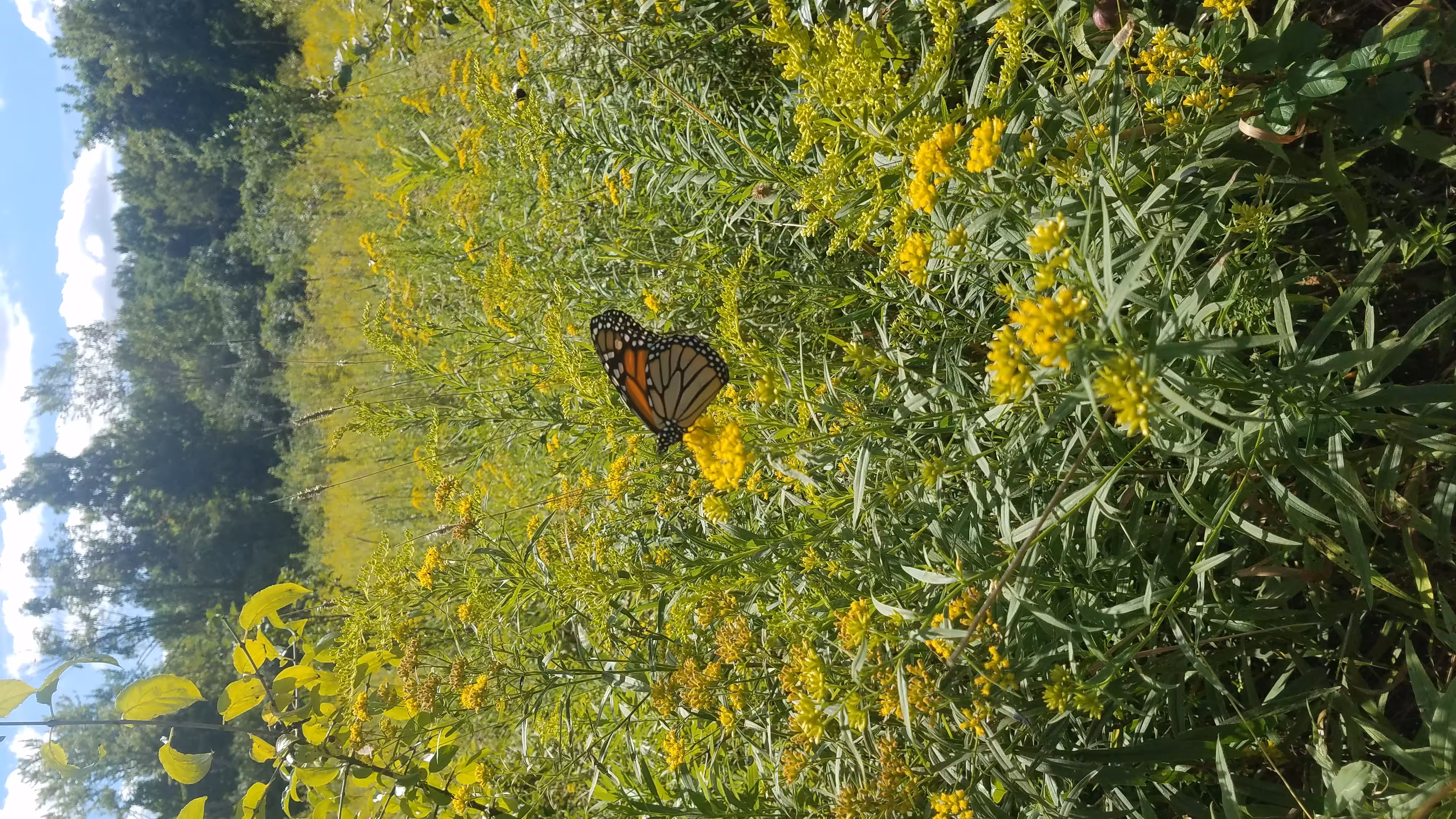 Butterfly I