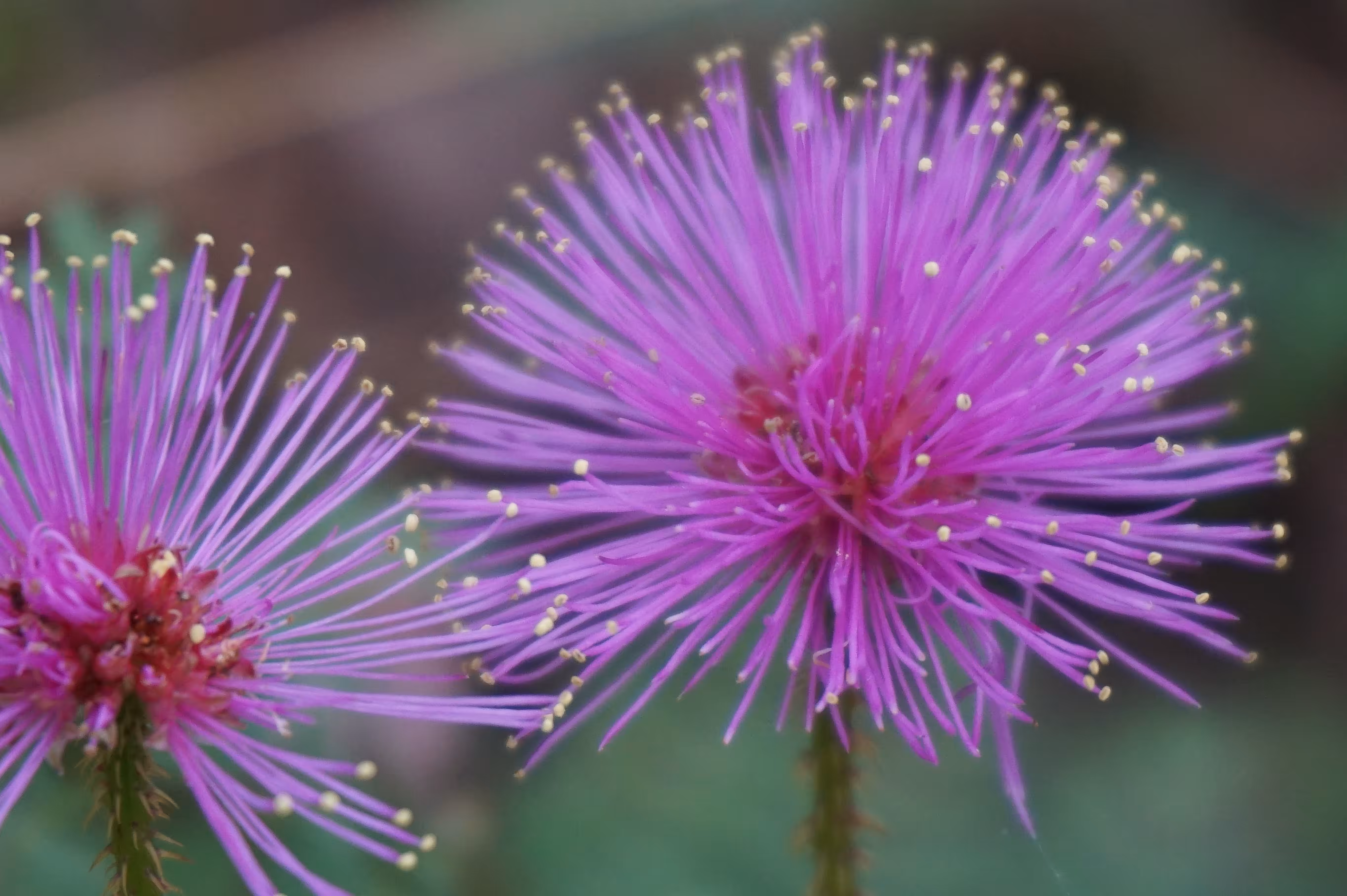 Pink Mimosa
