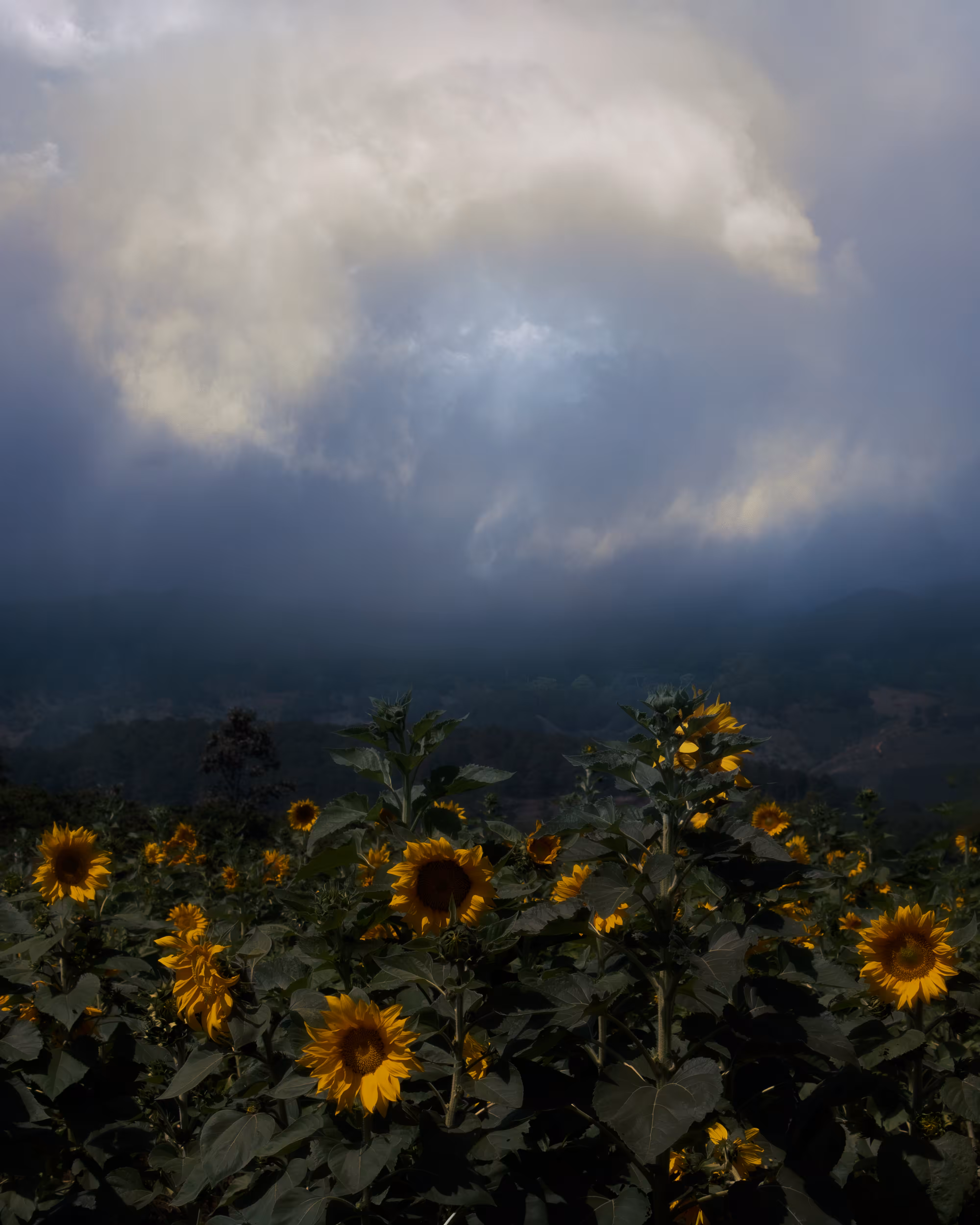 In Bloom
