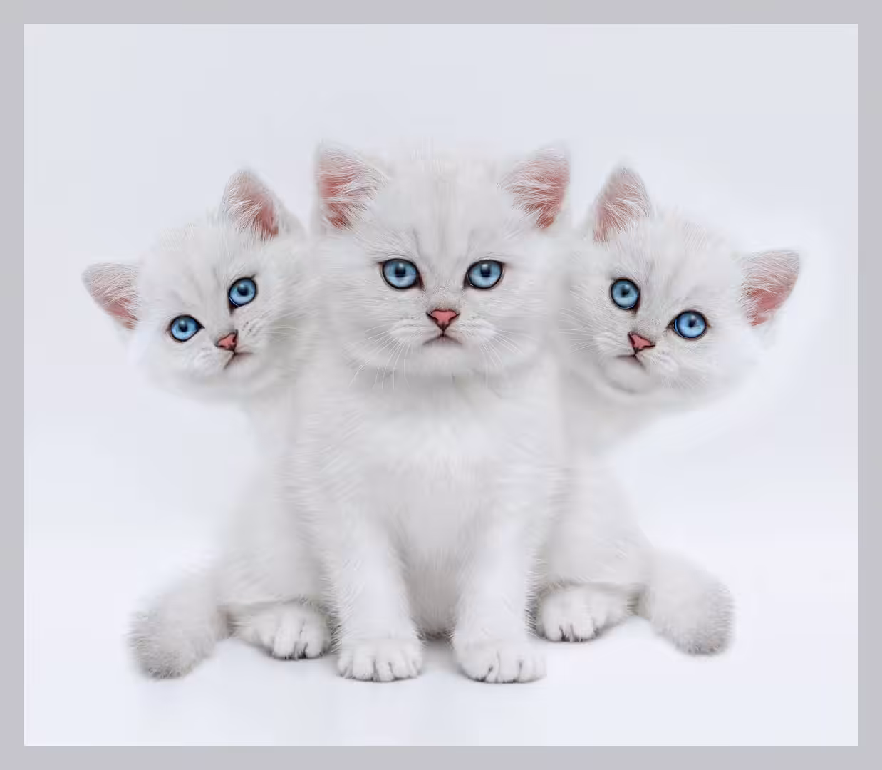 3 White Kittens