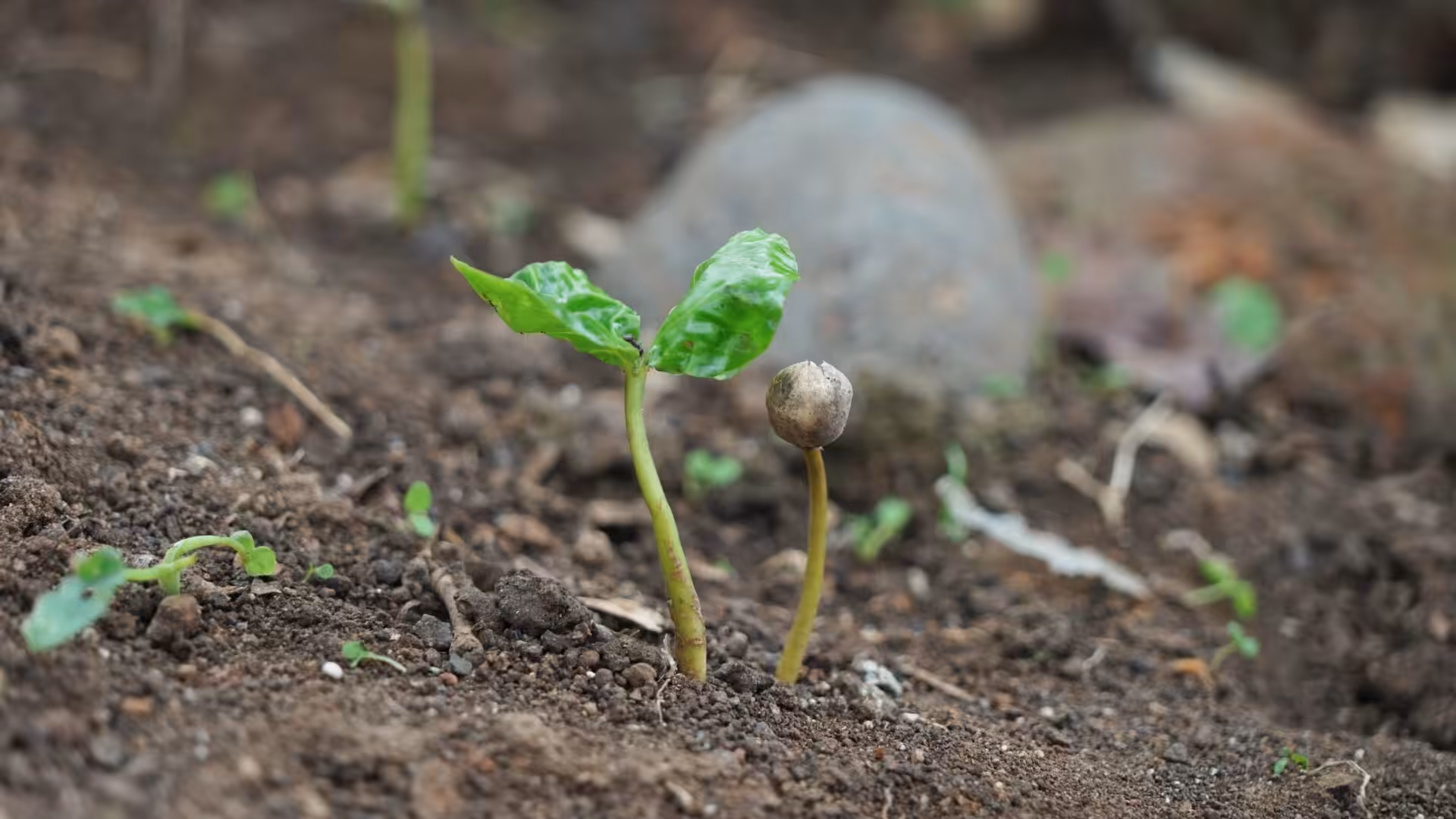 Coffee Seedling