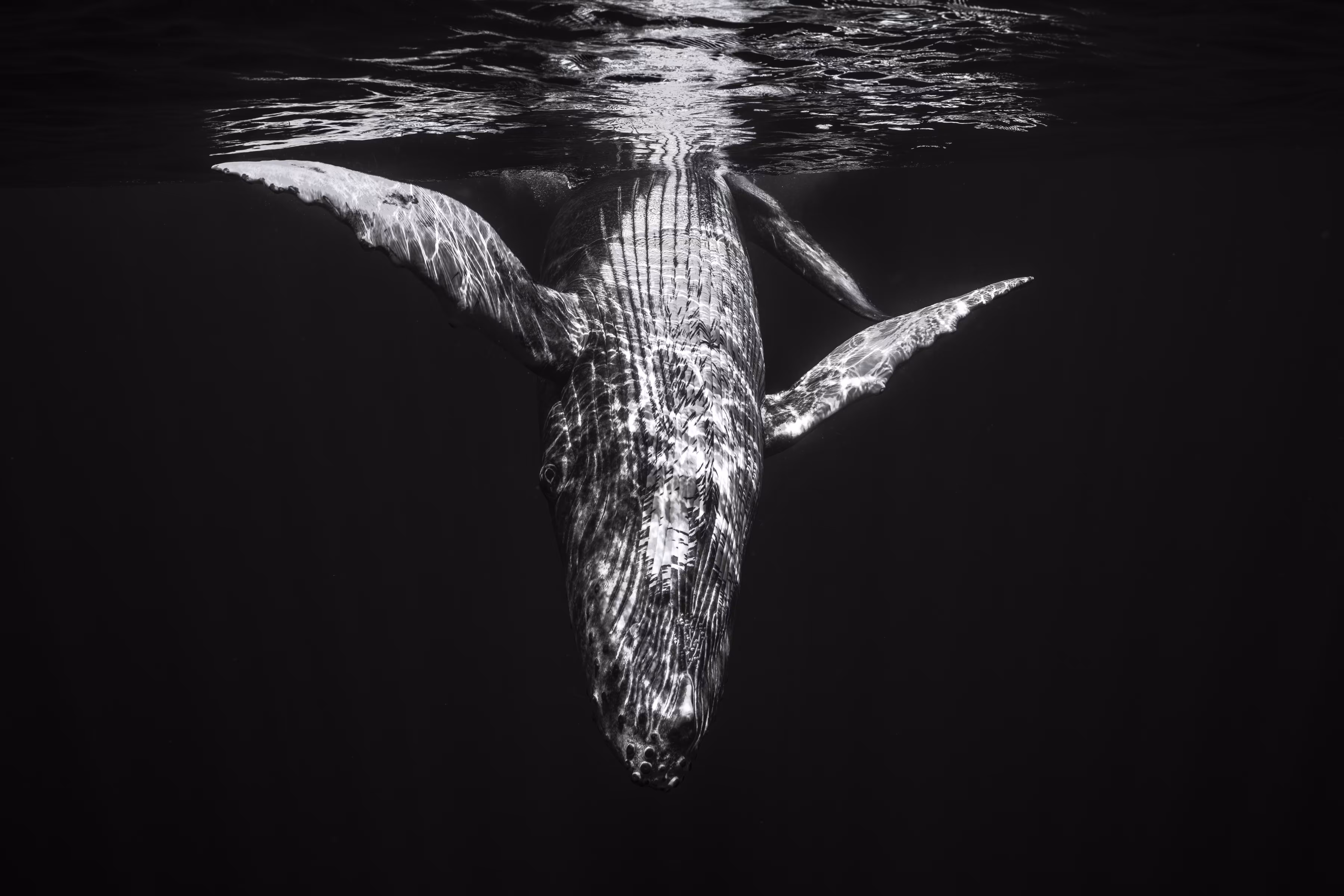 The Dark Below