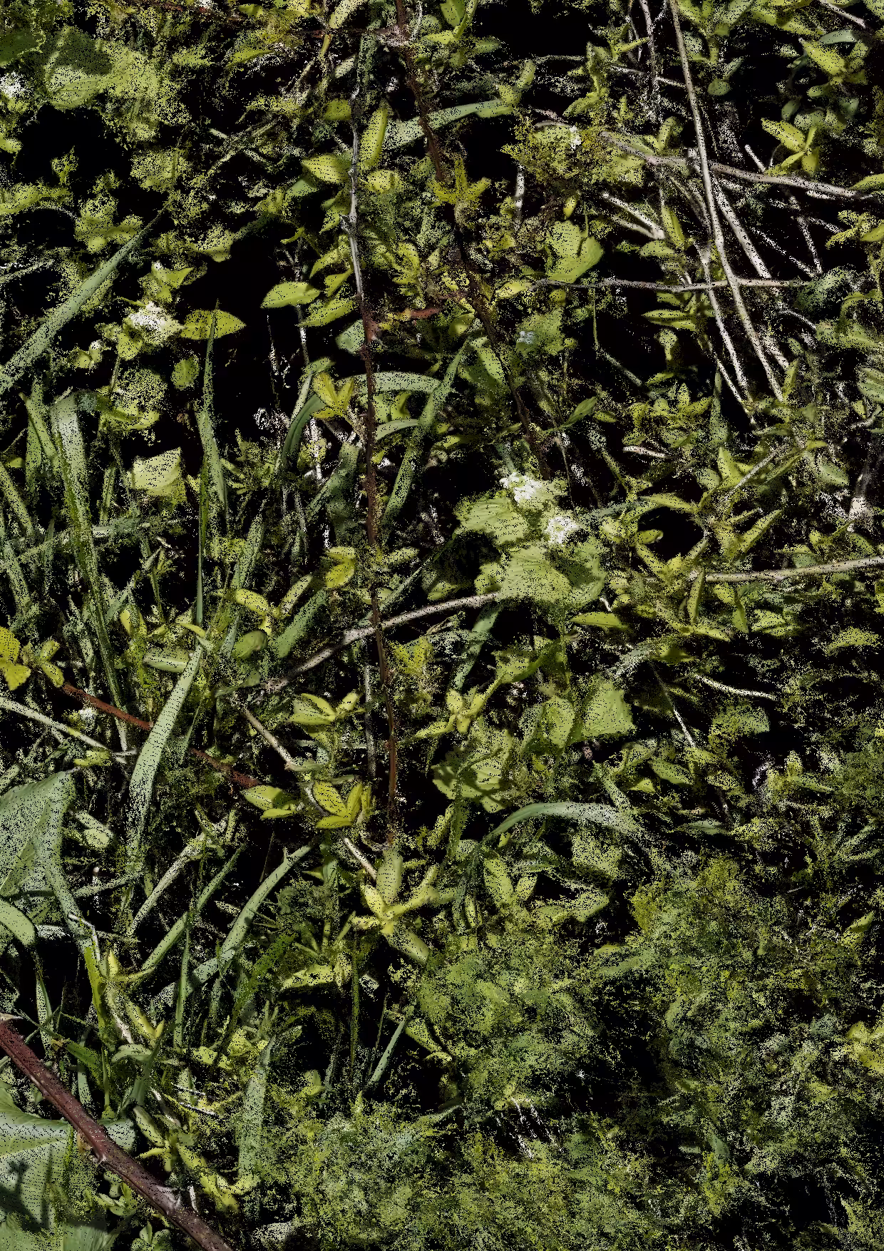 Overgrowth 0060