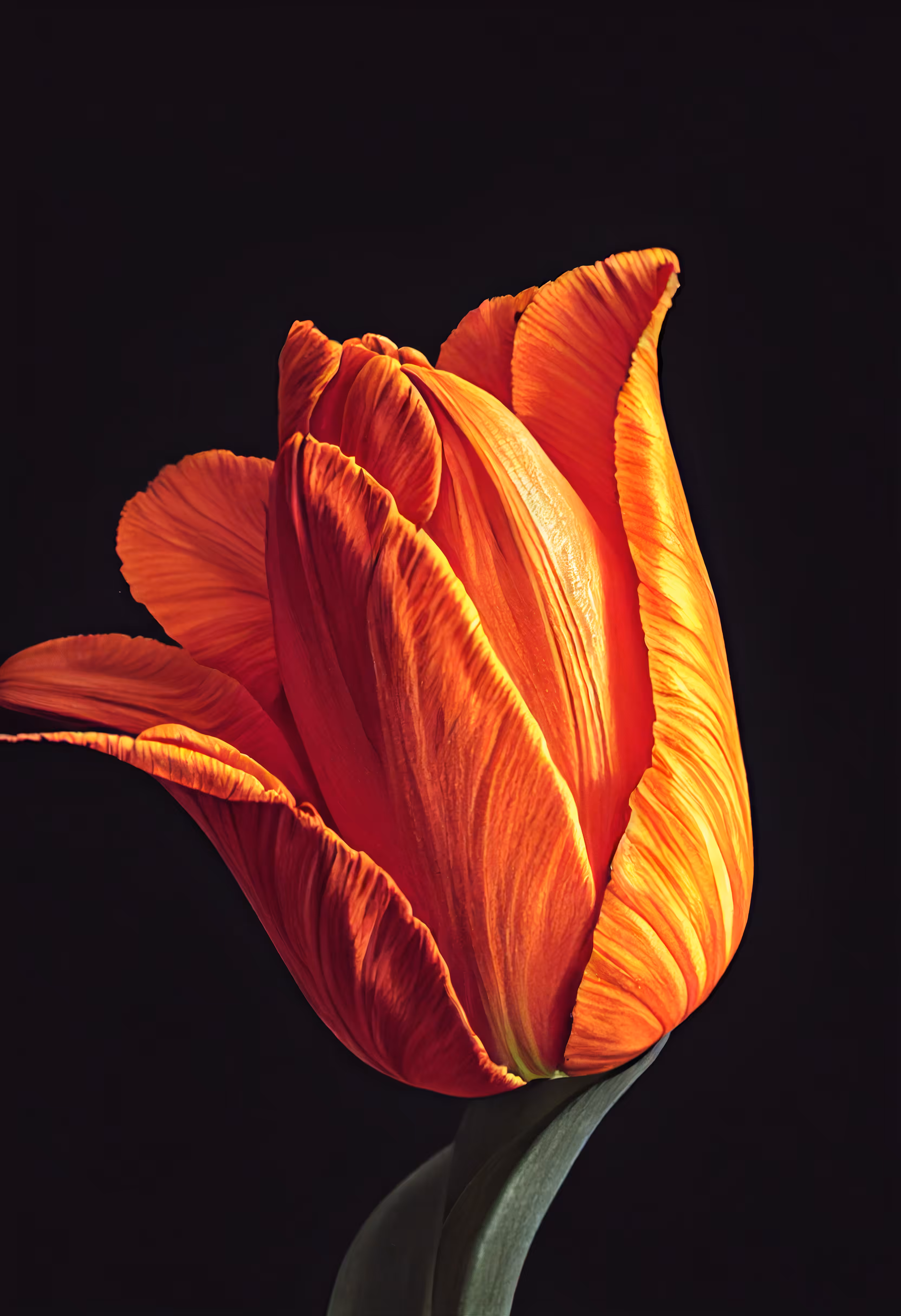 A Flower, Just For You. #105