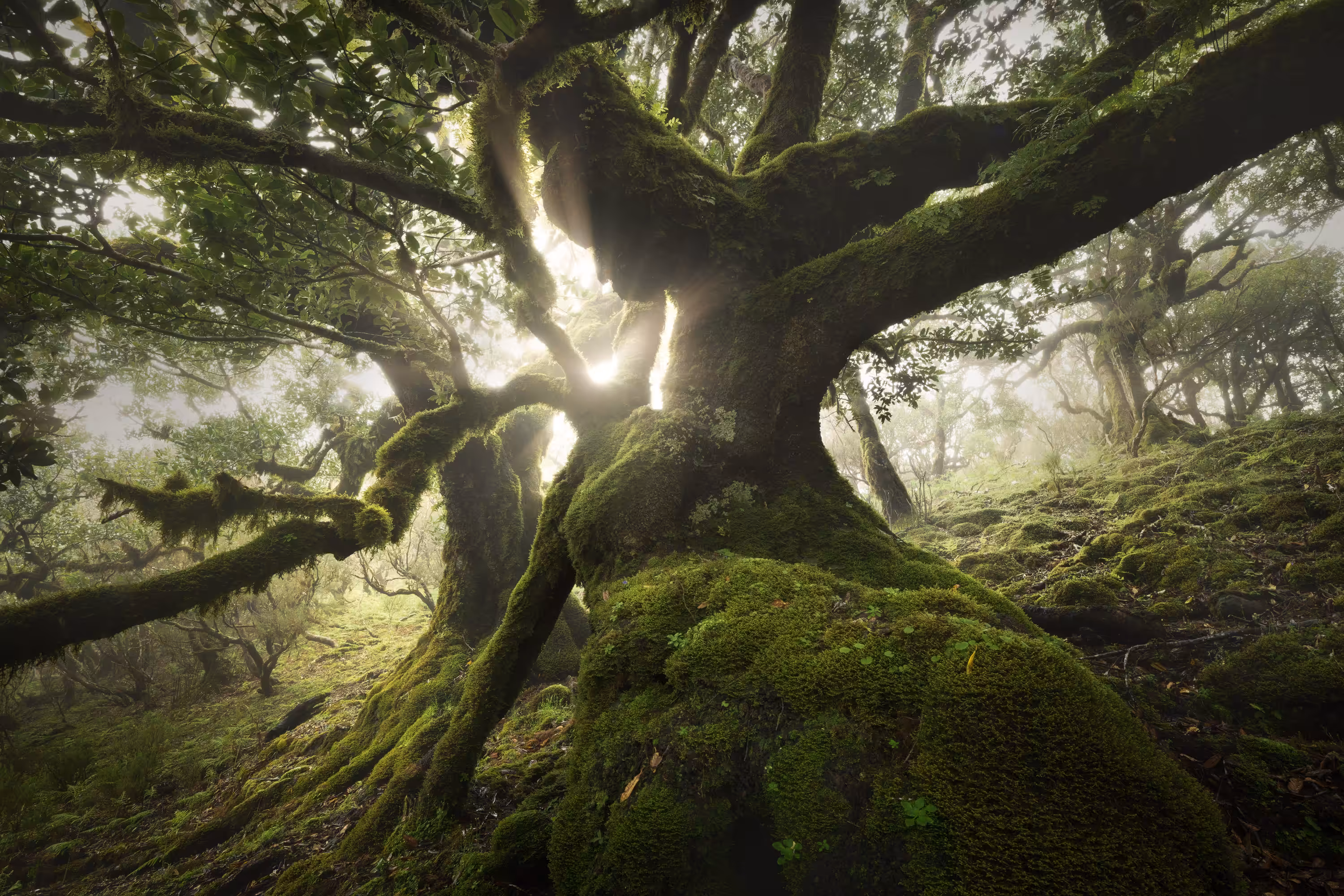 Primal Greenery