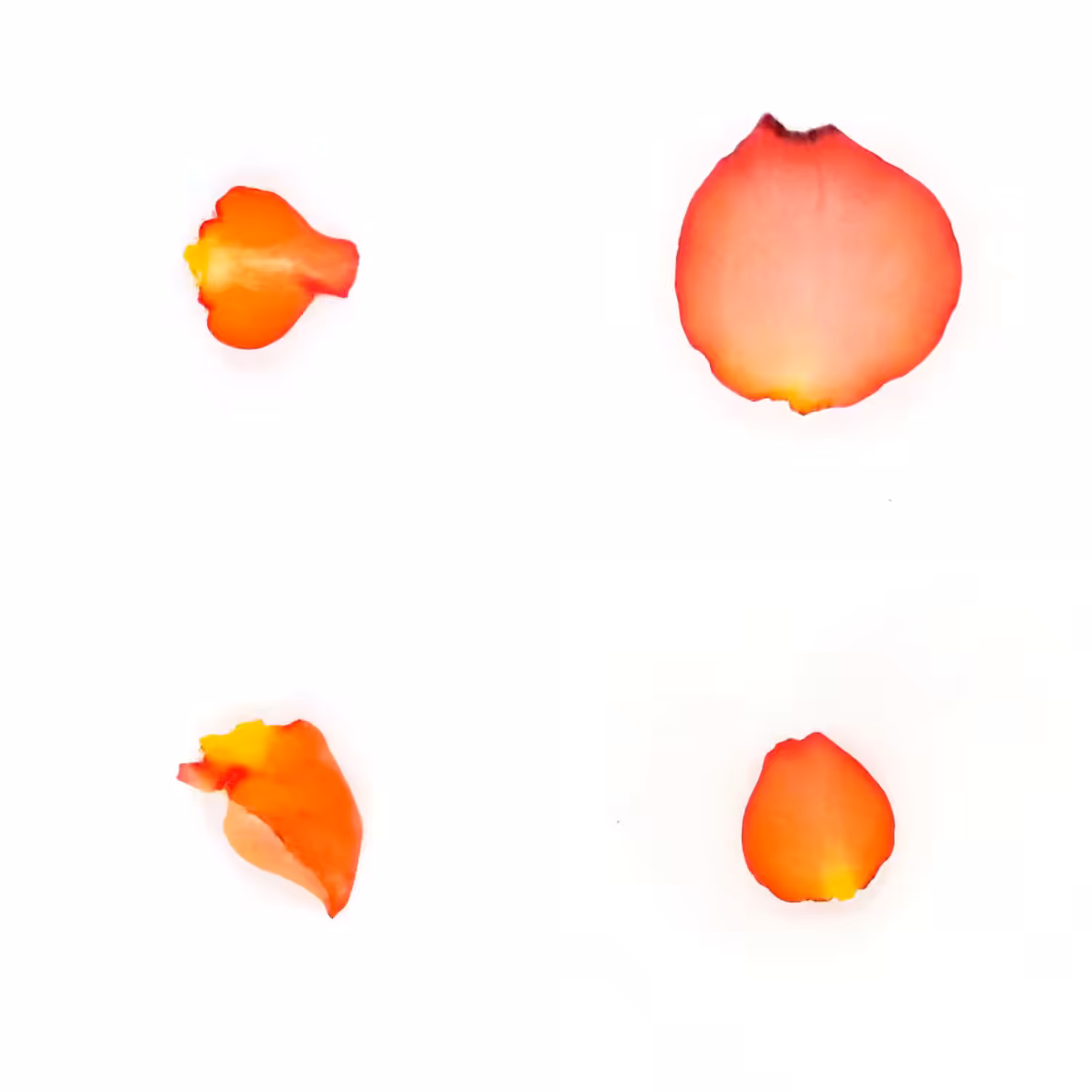 Infinite Petals 2x2#3964