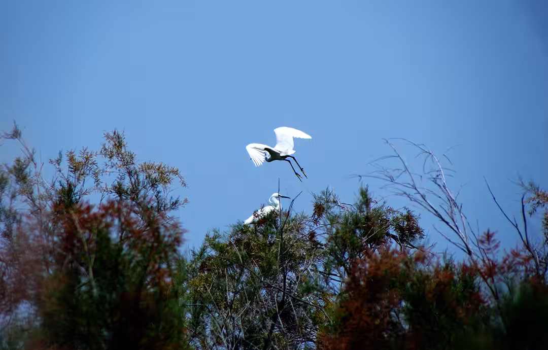 Bird flight 23