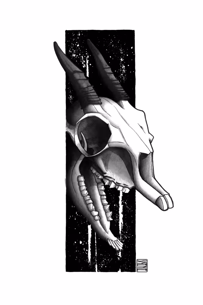 Dik Dik Skull Study