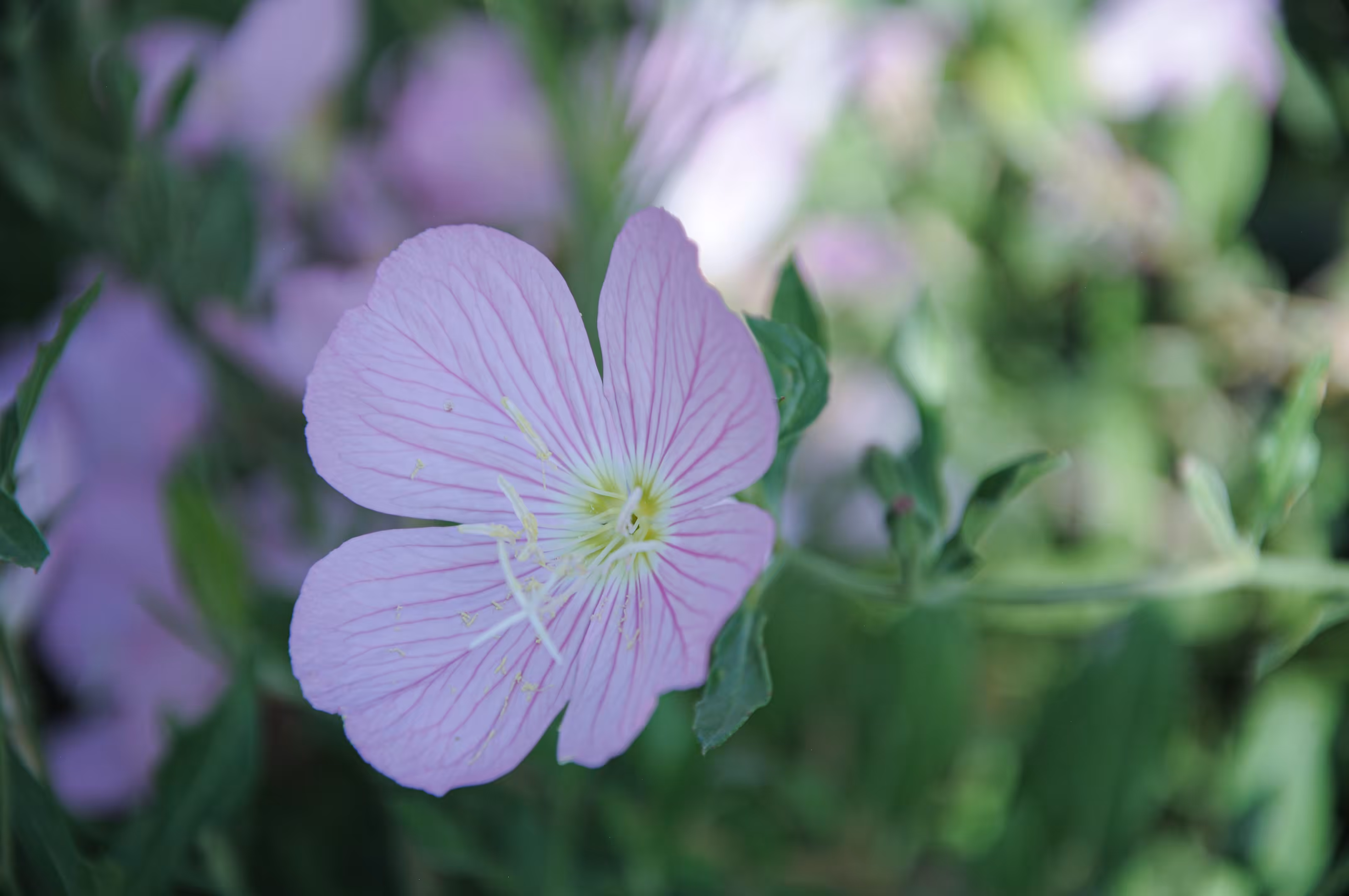flowers: A Pink Fantasy Pattern