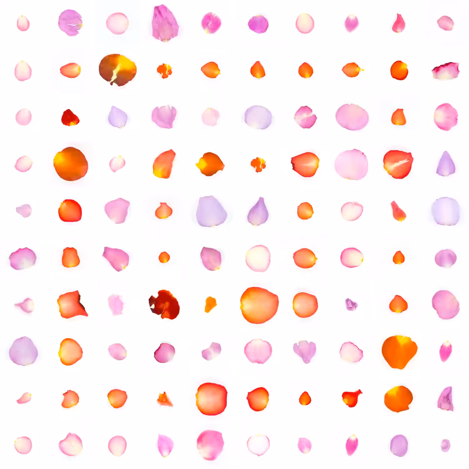Infinite Petals 10x10#20049