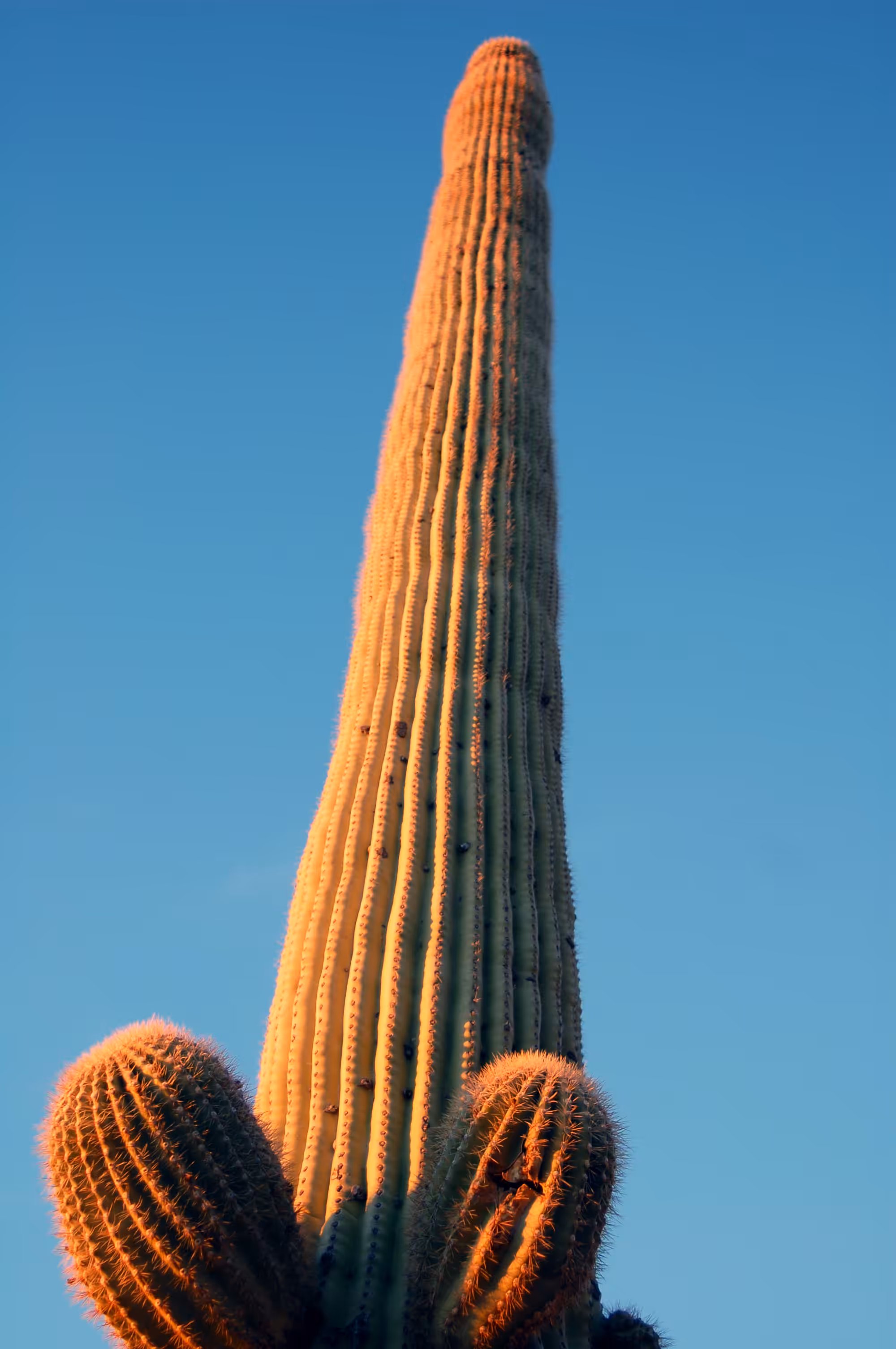 Cacti Portrait #6