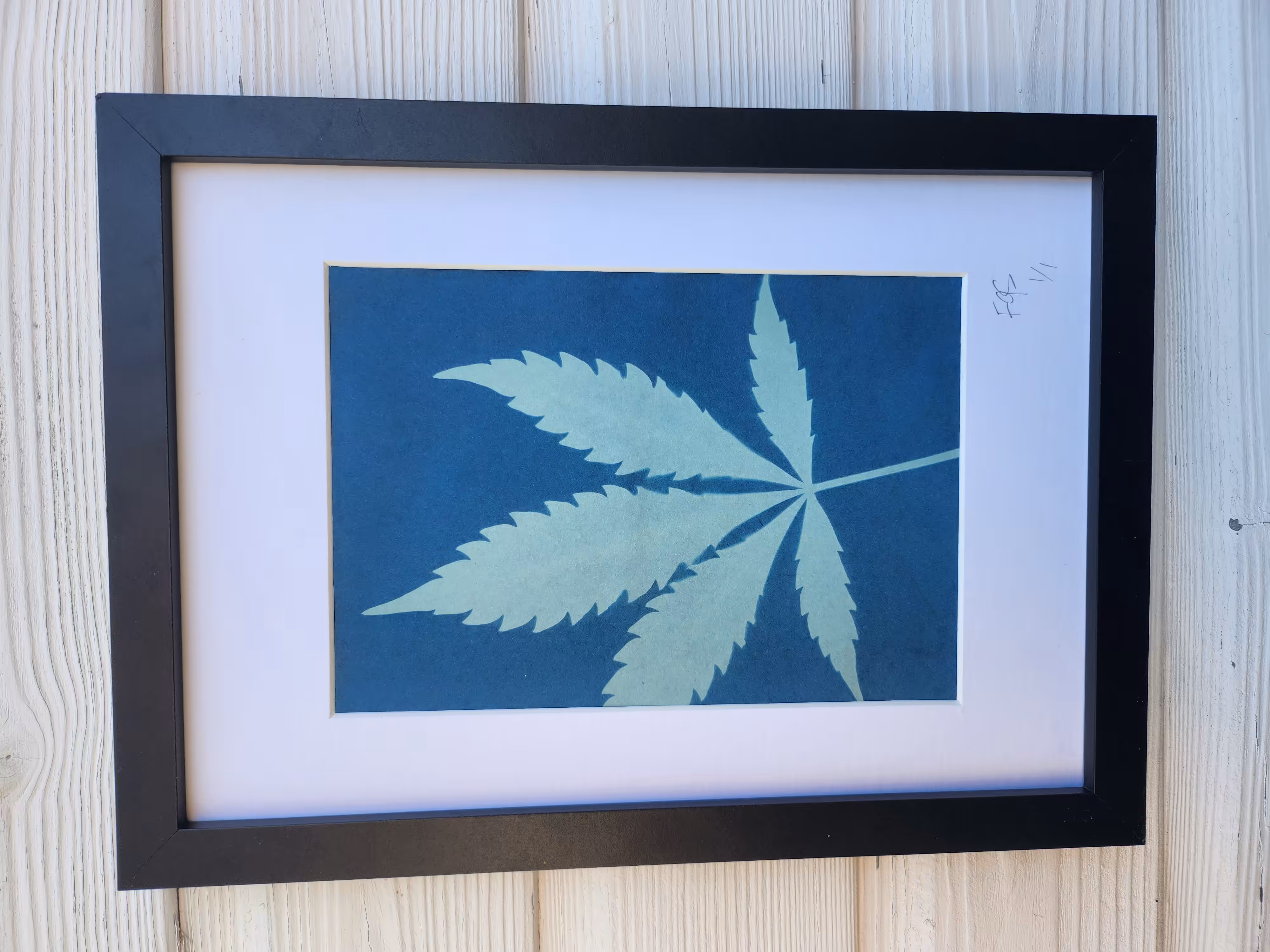Cyanotype #005 | Botanicals | Cannabis ( Indica / Sativa)