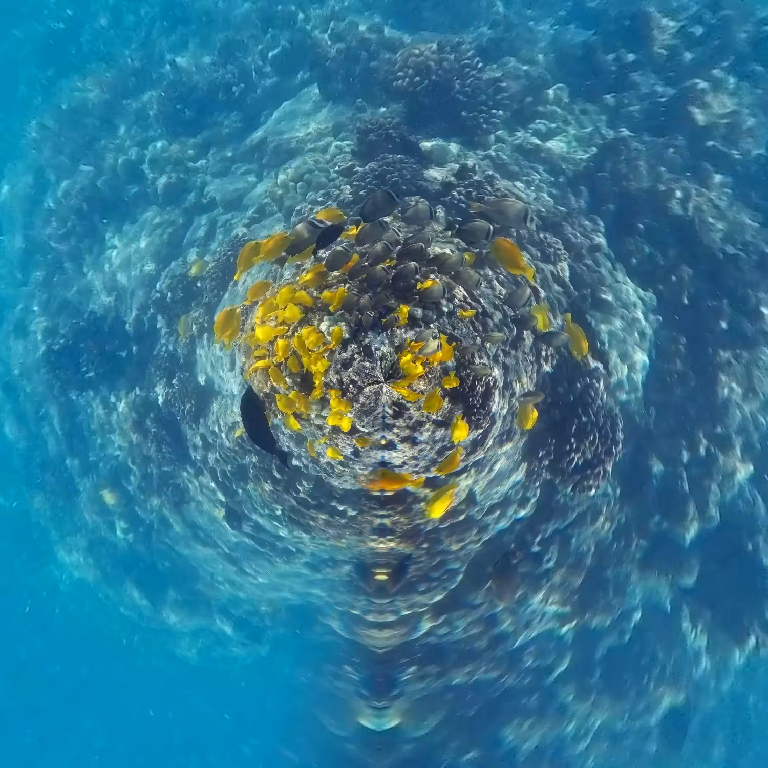 tiny world: kealakekua