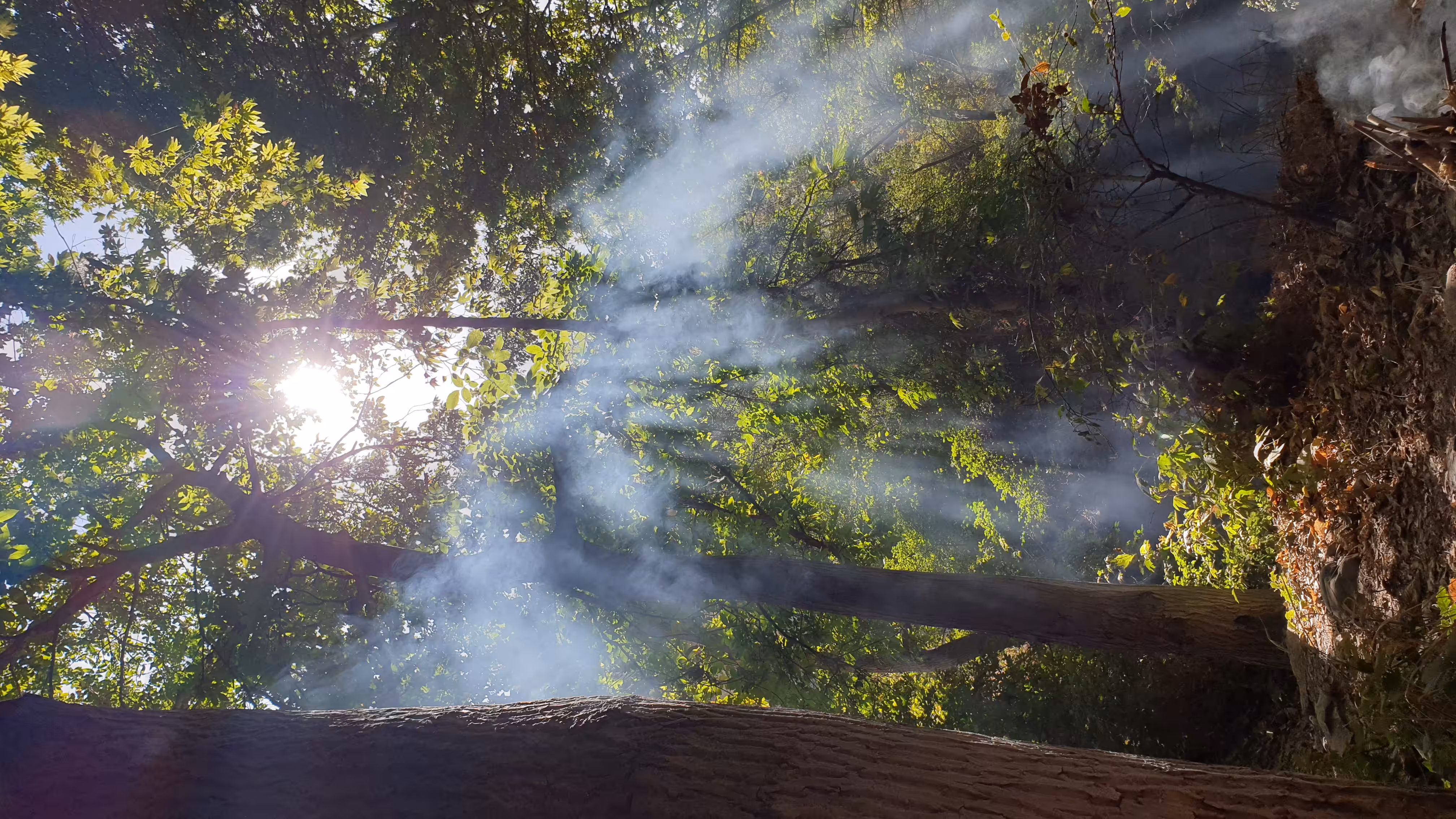 Smoke in the woods