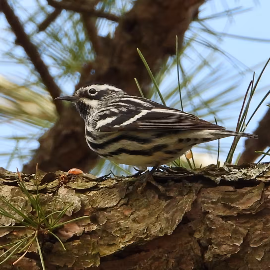 Black-and-white Warbler
