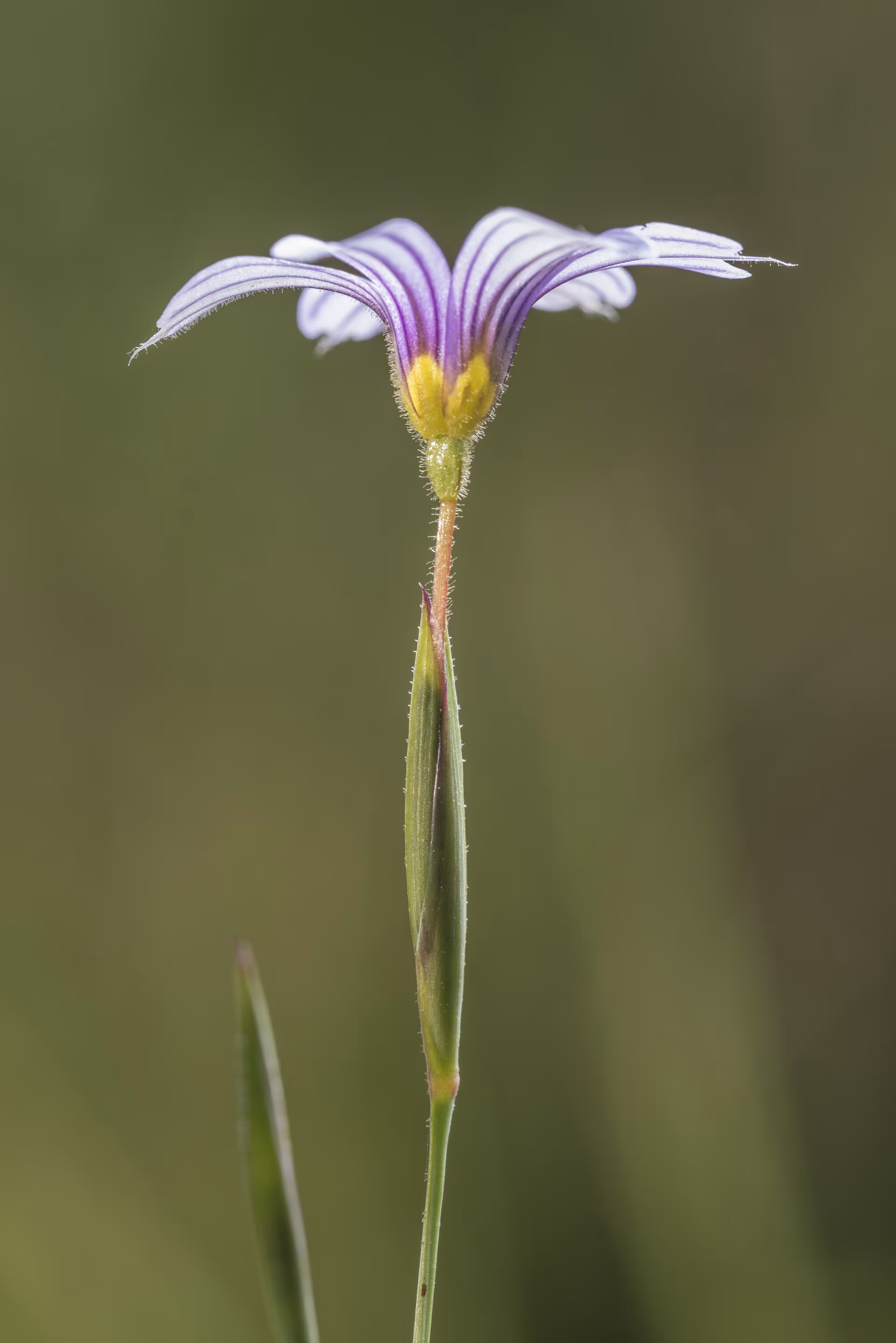 Exquisitely Wild