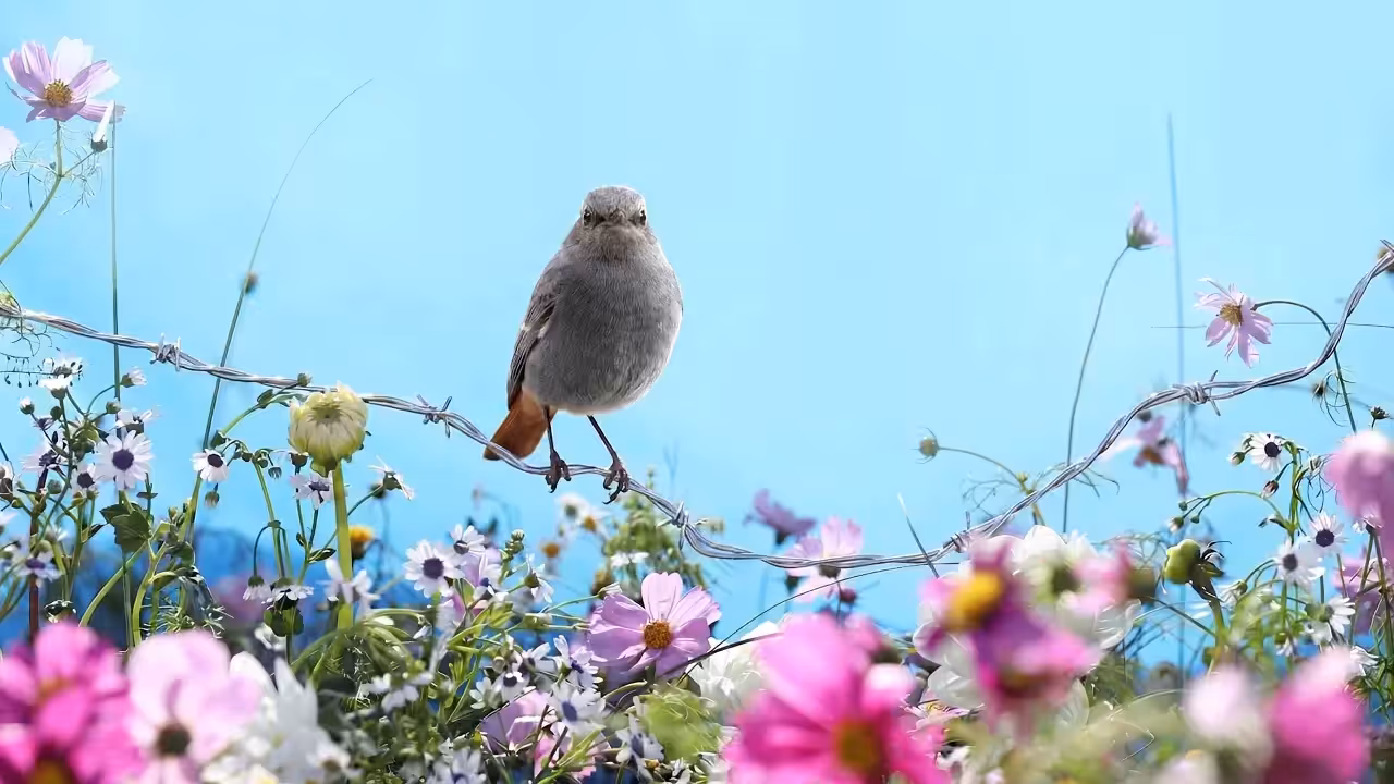 Birds Observations: Lesane, Caroline's Meadow