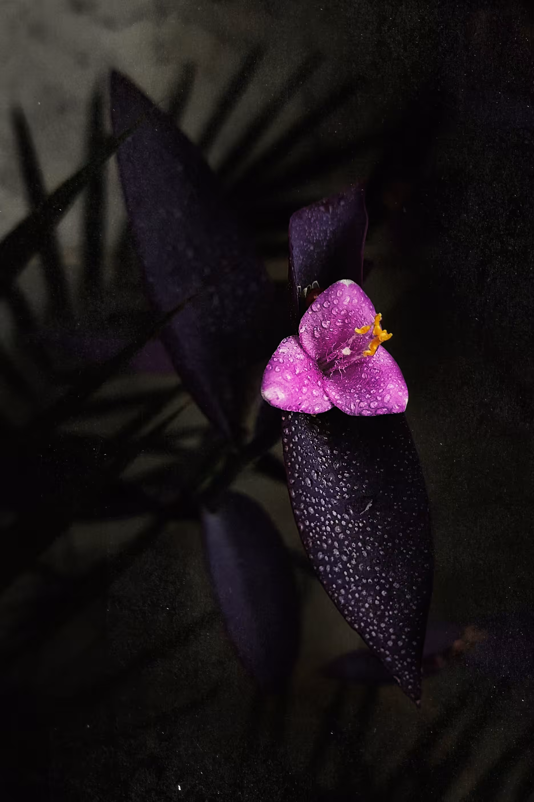 Pink Flower 