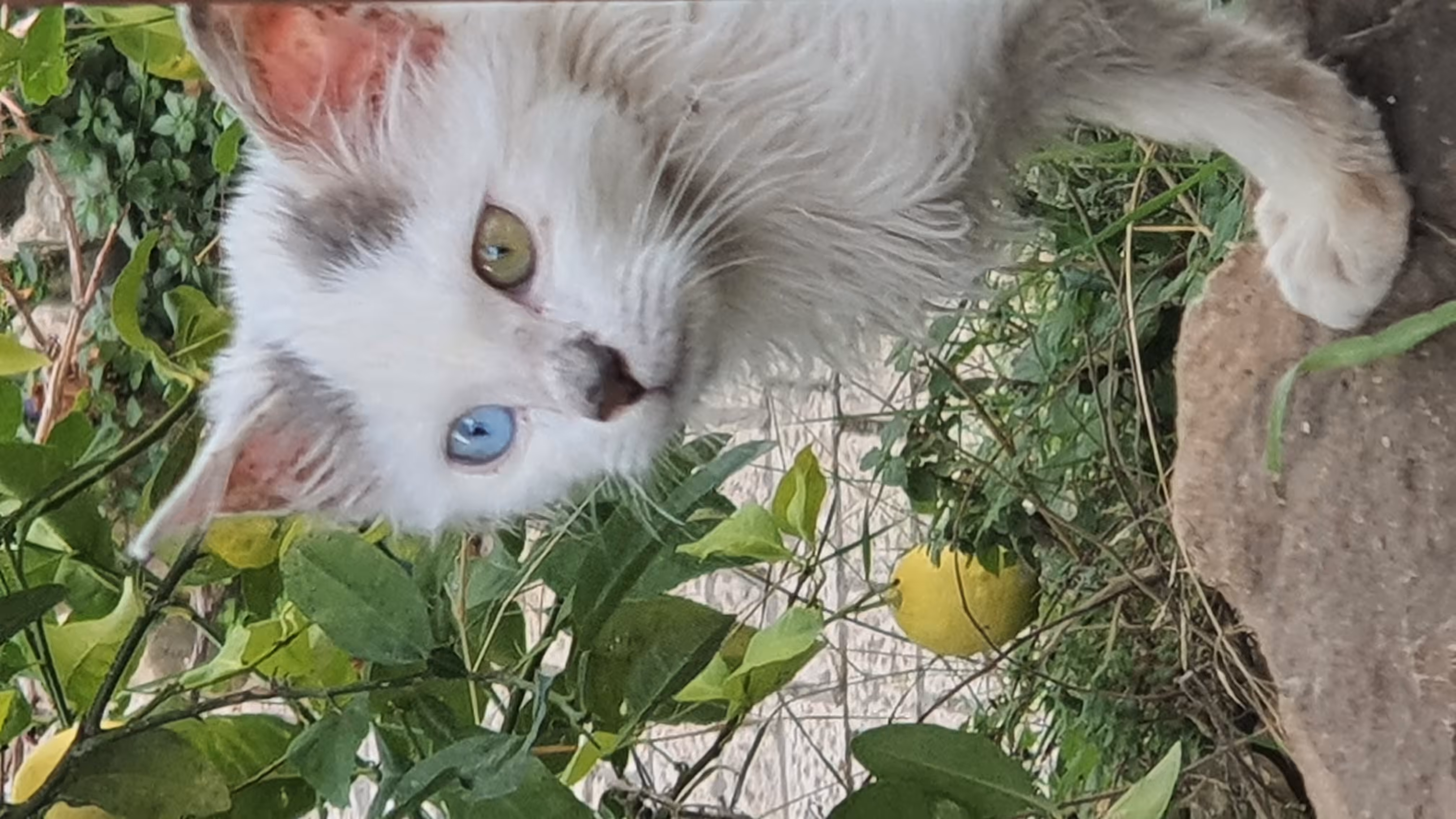 The cat