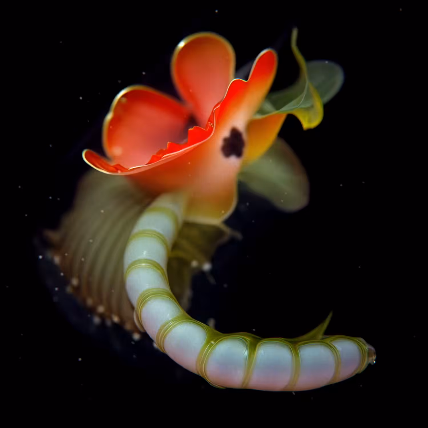 Vermis Rosaceus