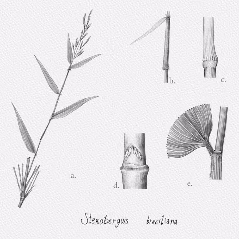 Botanical Illustration - Bambusoideae 1 #8