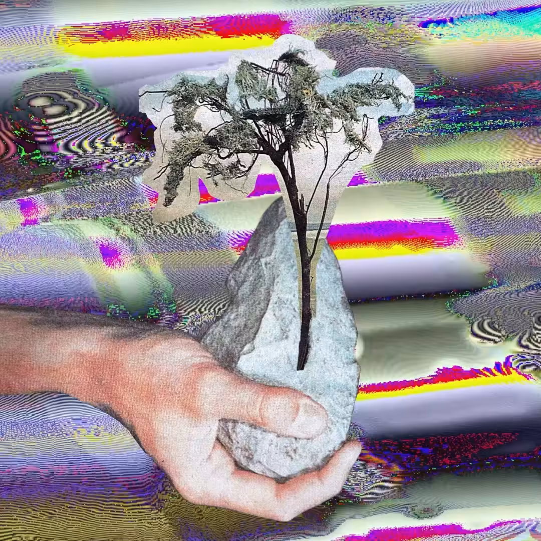 SEED+BOSQUE