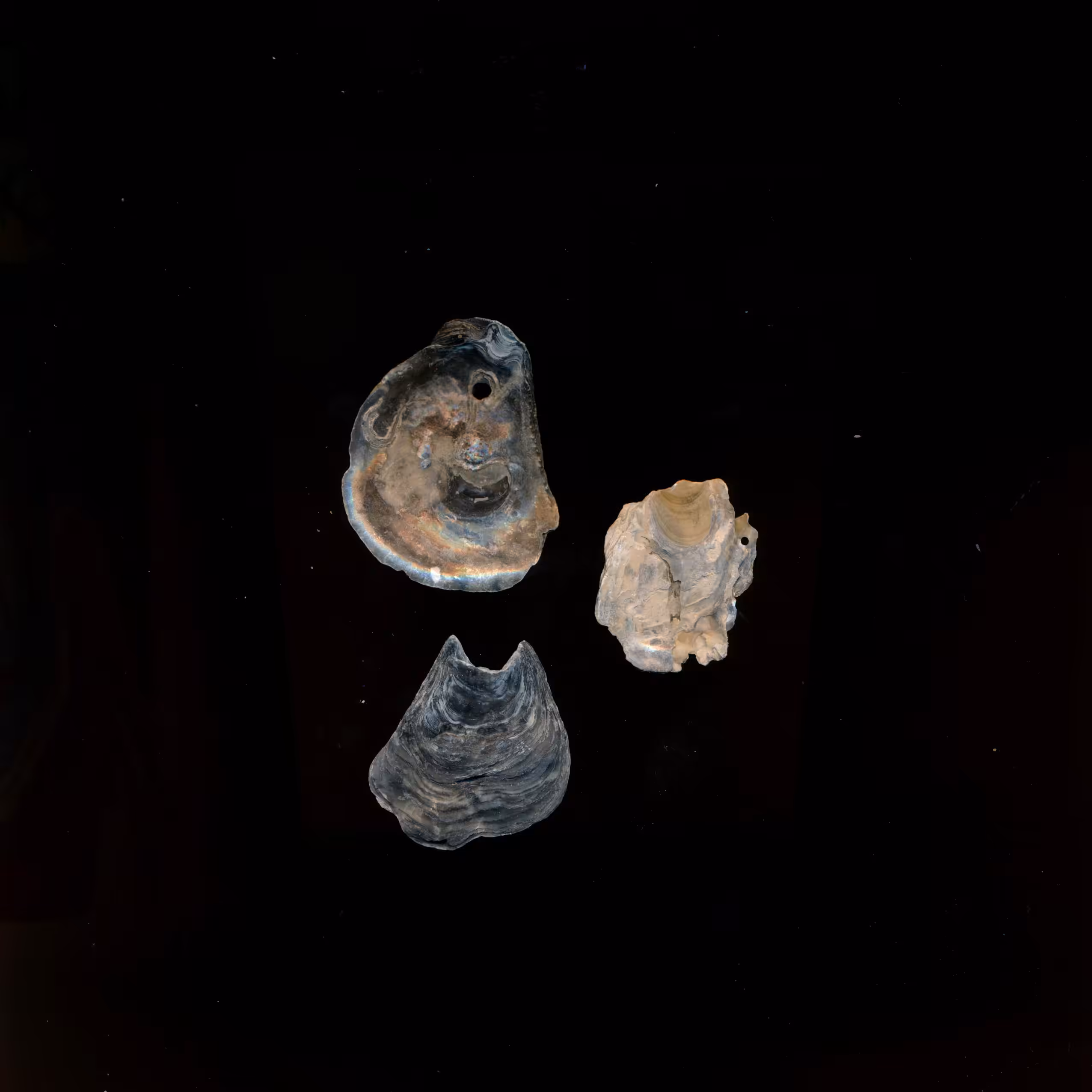 Cueillette de mer - II