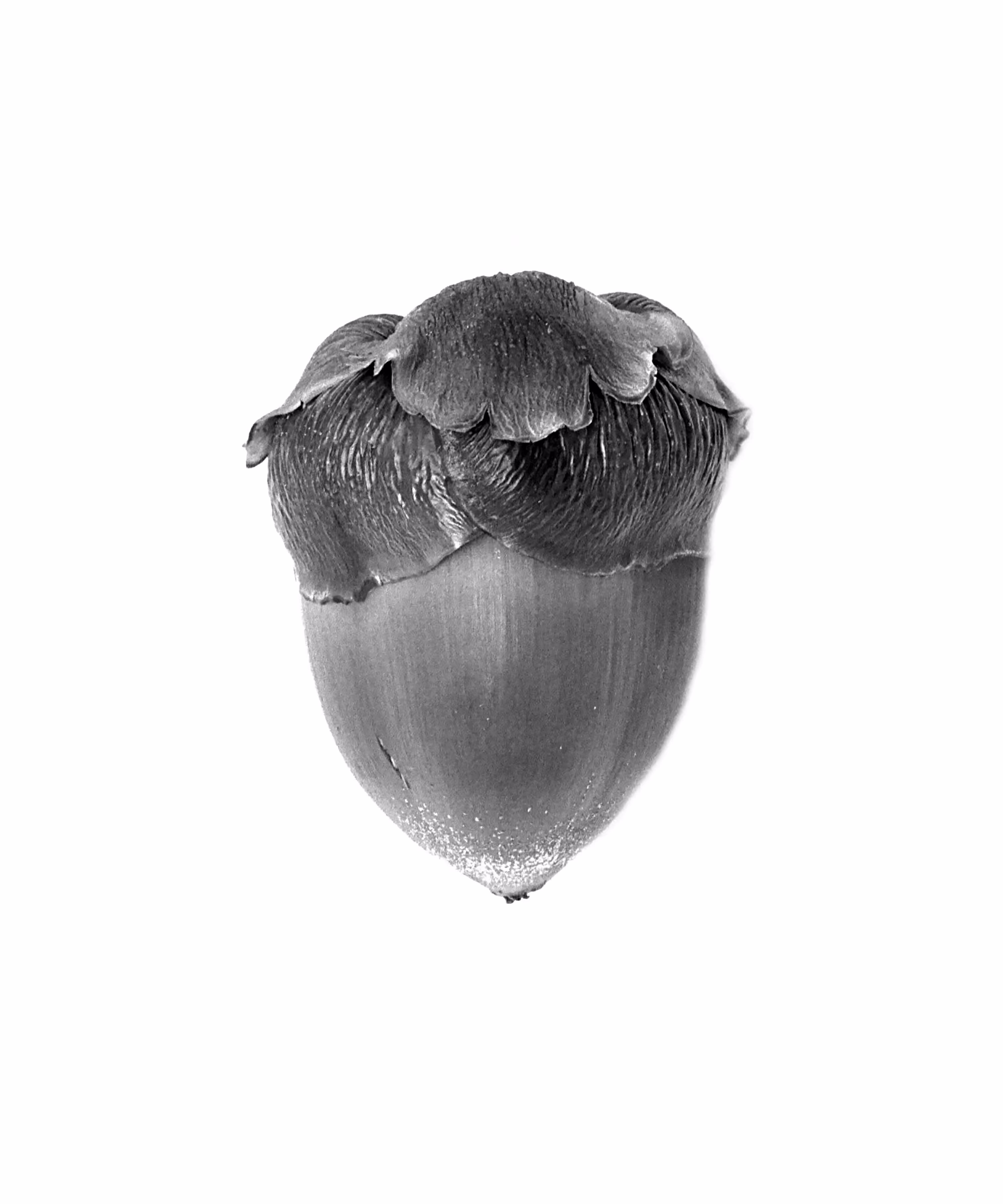 Baby Coconut (Cocos nucifera)