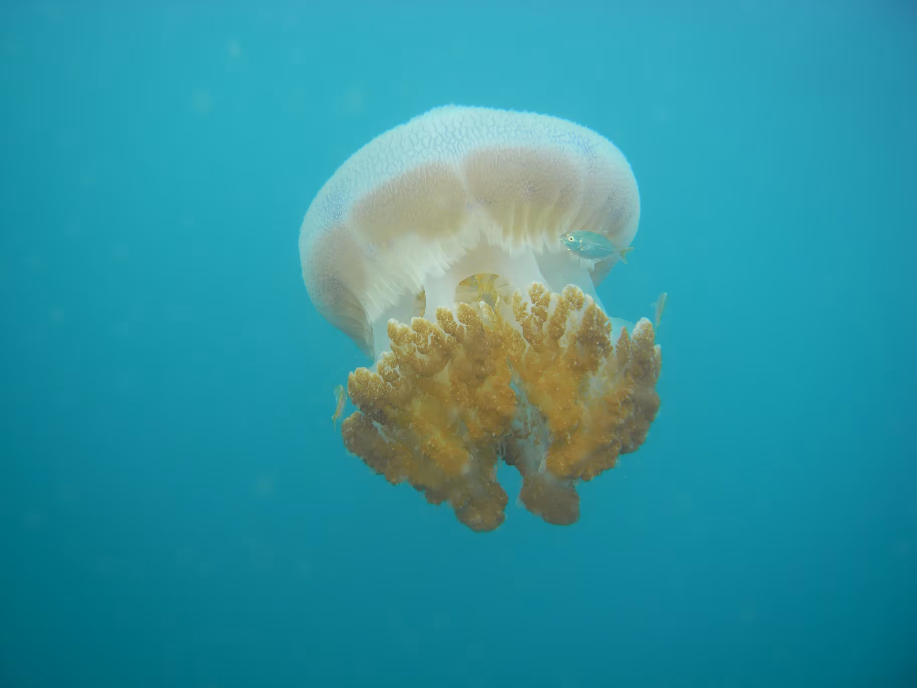 Going With The Flow Of A Jellyfish