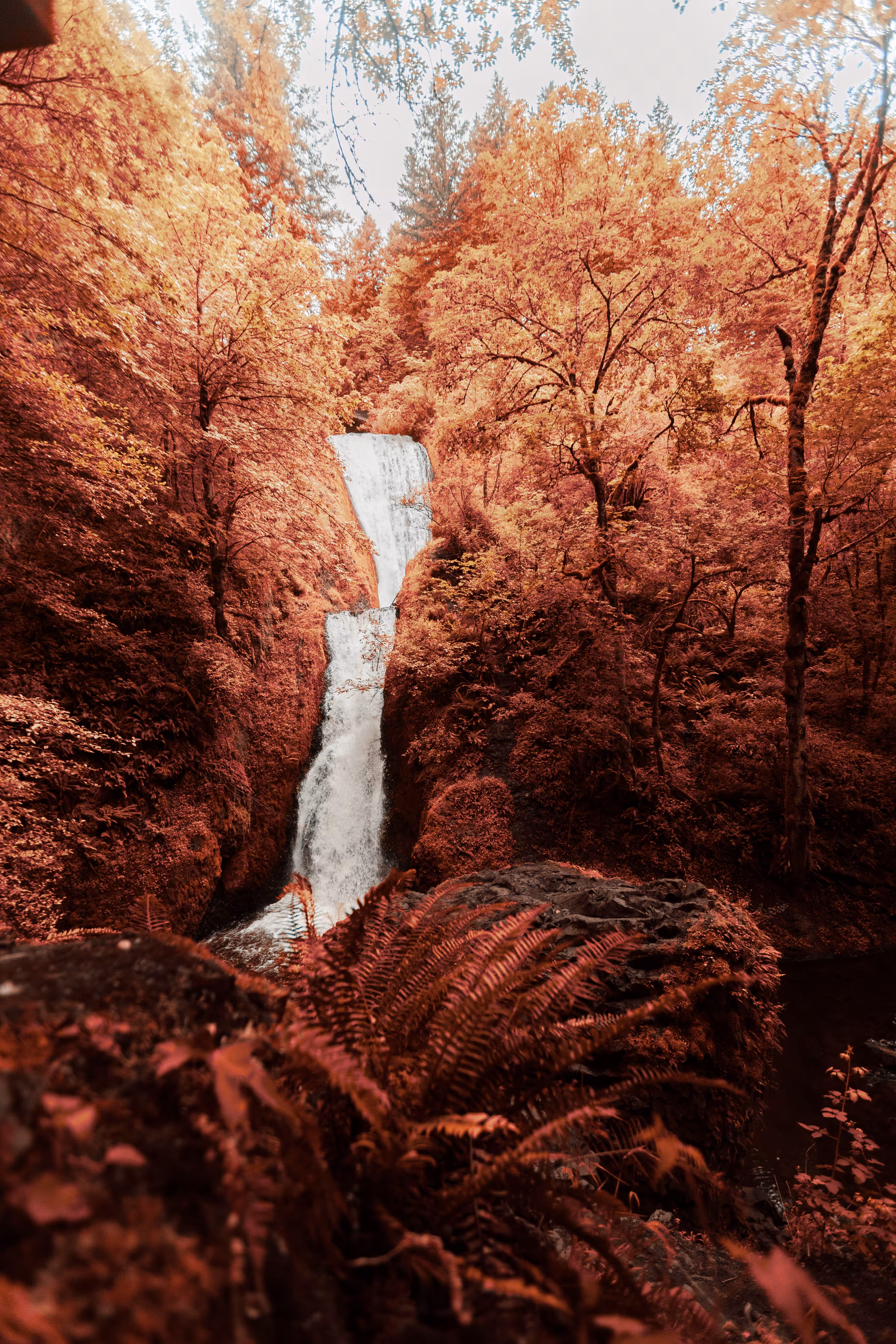 Blood Oregon #005