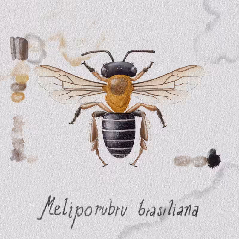 Randomic Brazilian Bees  #28