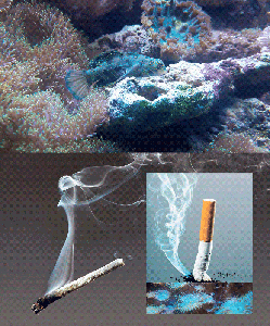 Smoke on the water: El triunfo del hombre Común