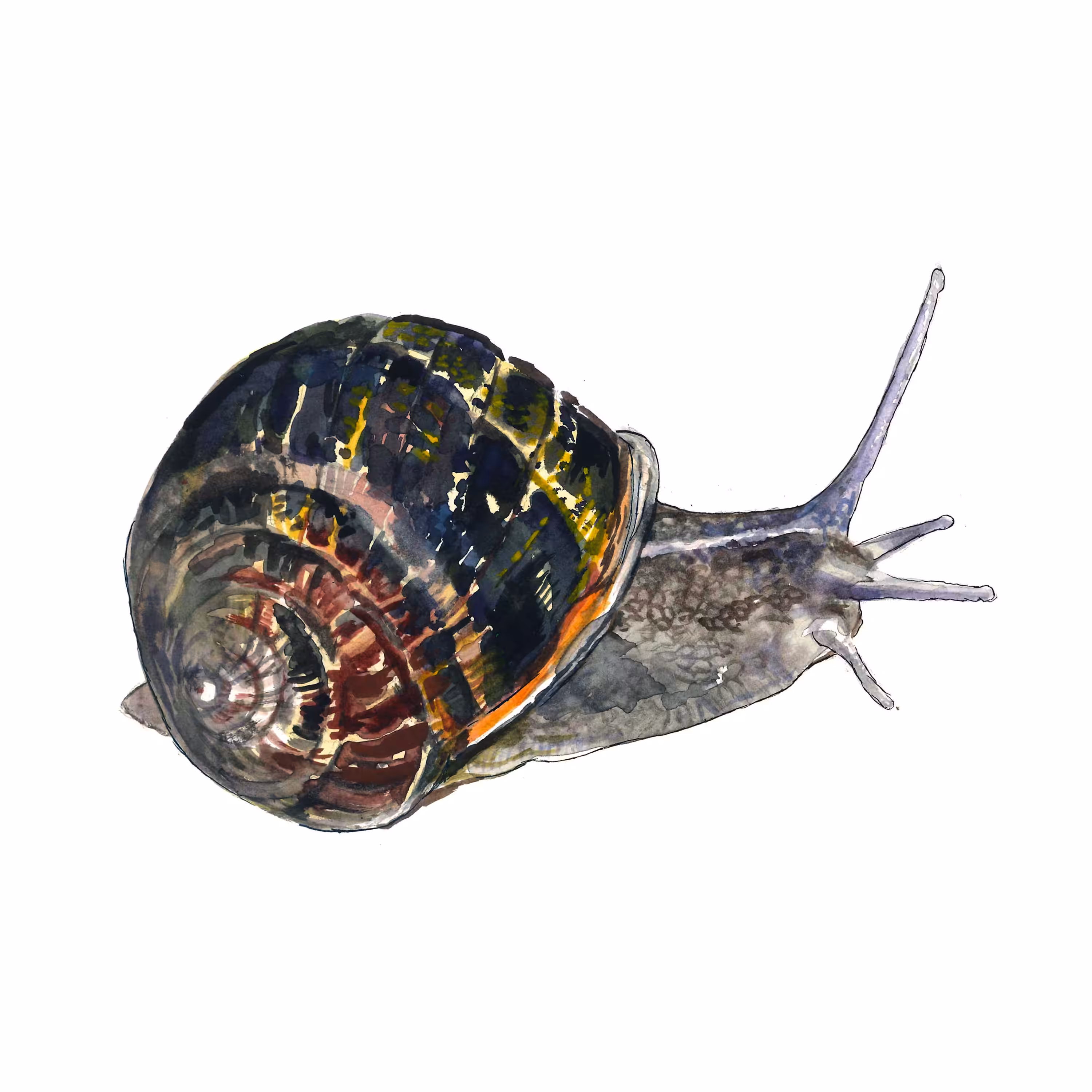 Garden Snail