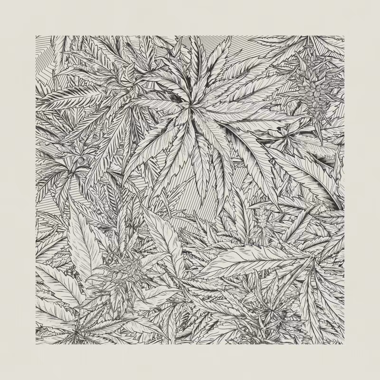 zancannabis #395