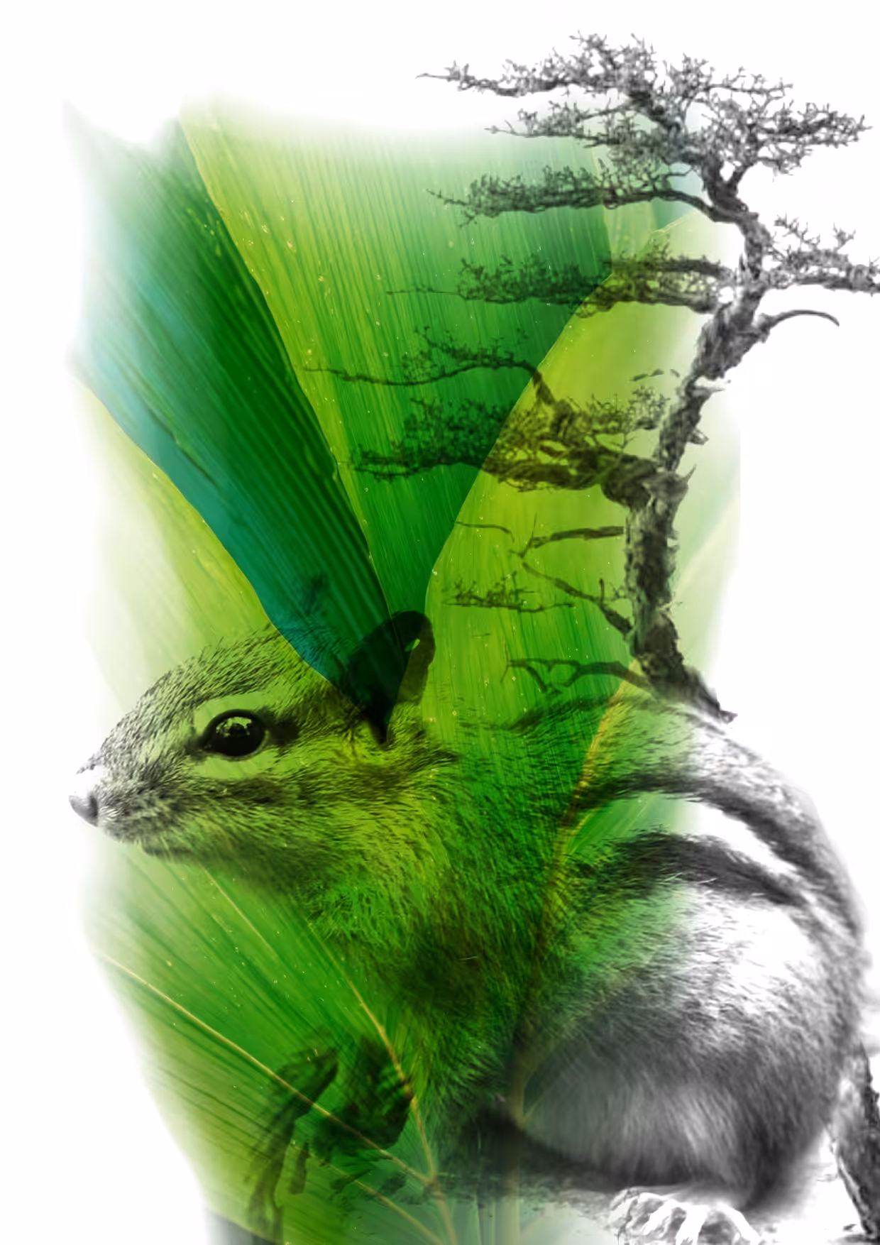 squirreliii