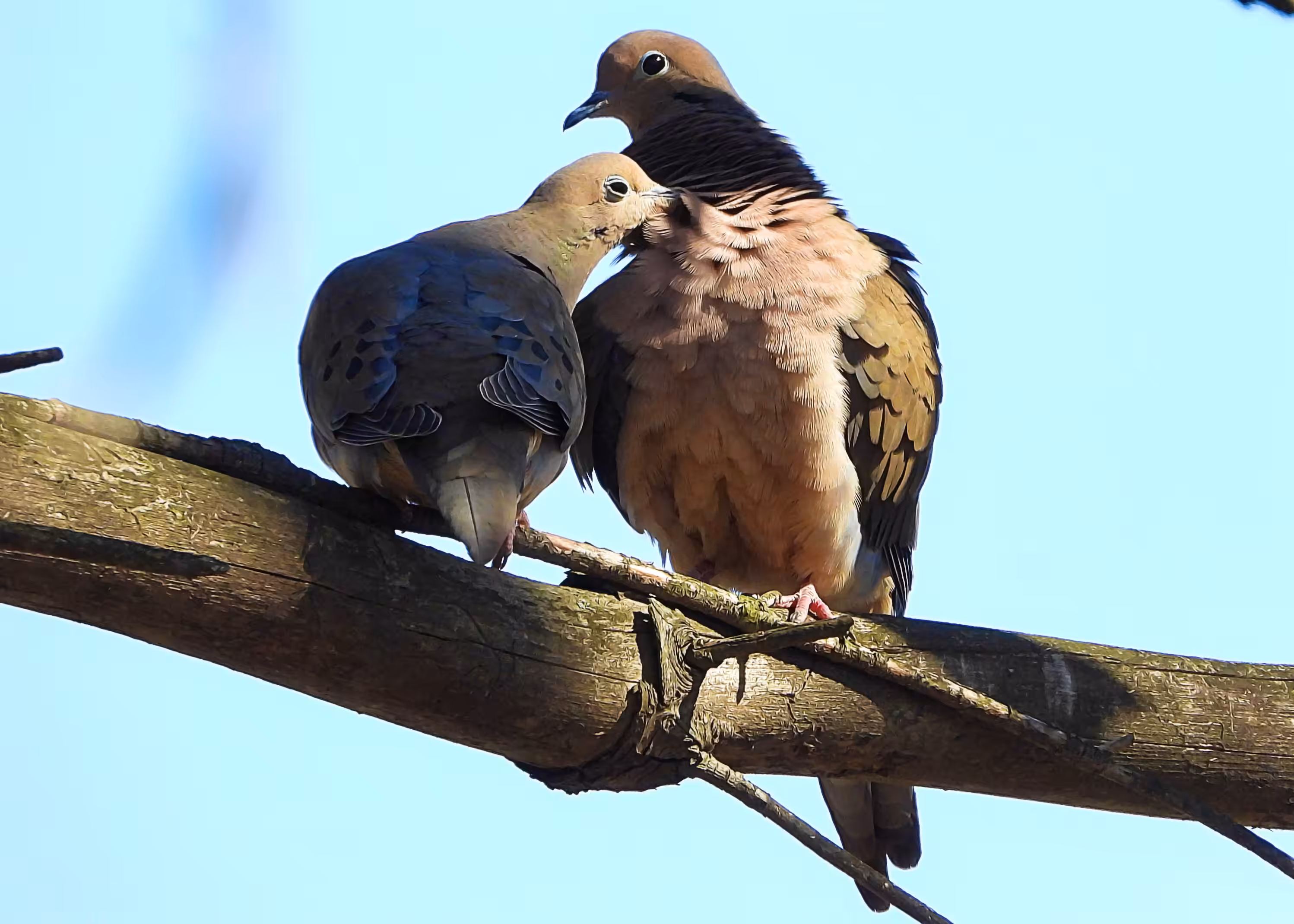 Flocksourced #024 - Mourning Doves