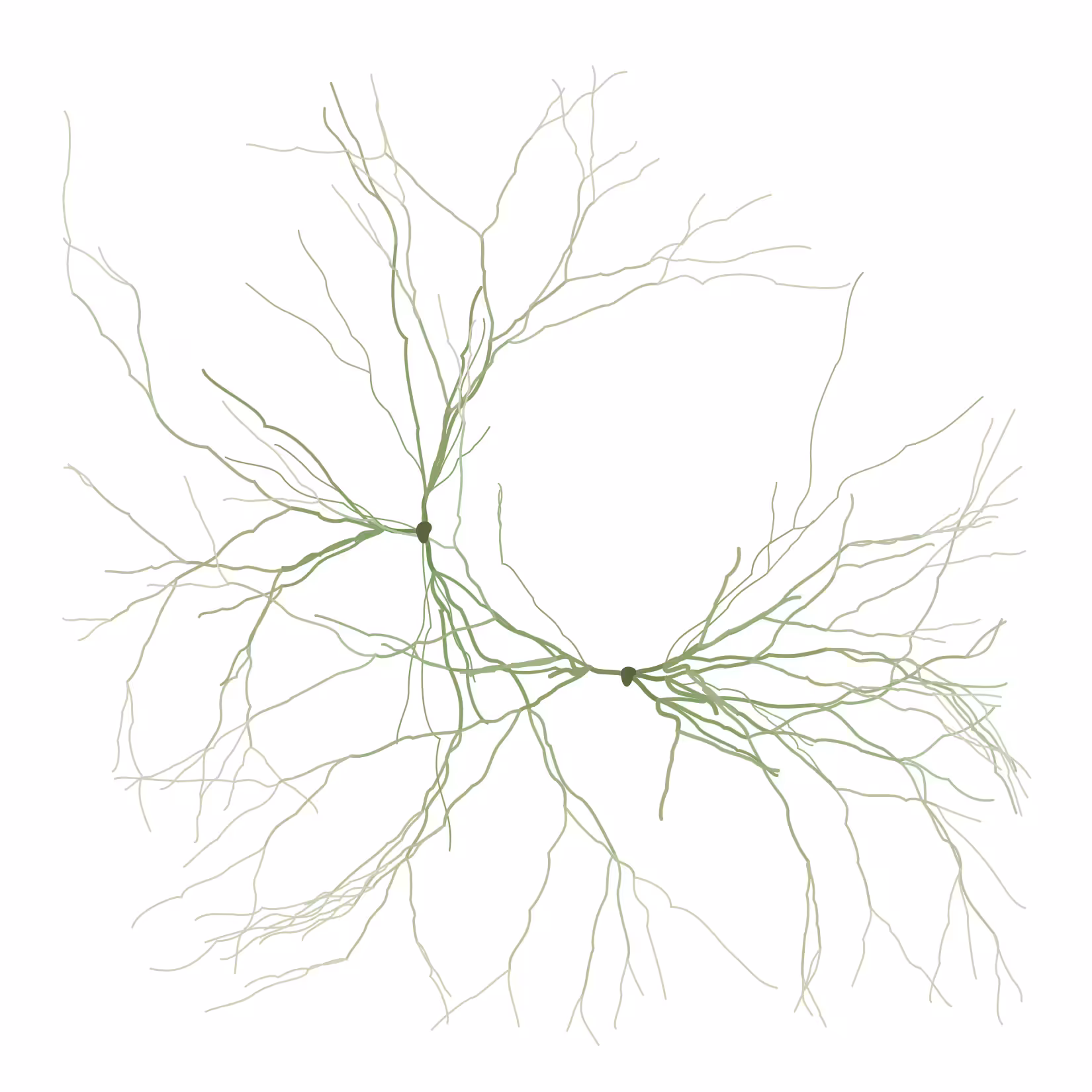 Ghost Forest Seedling #505