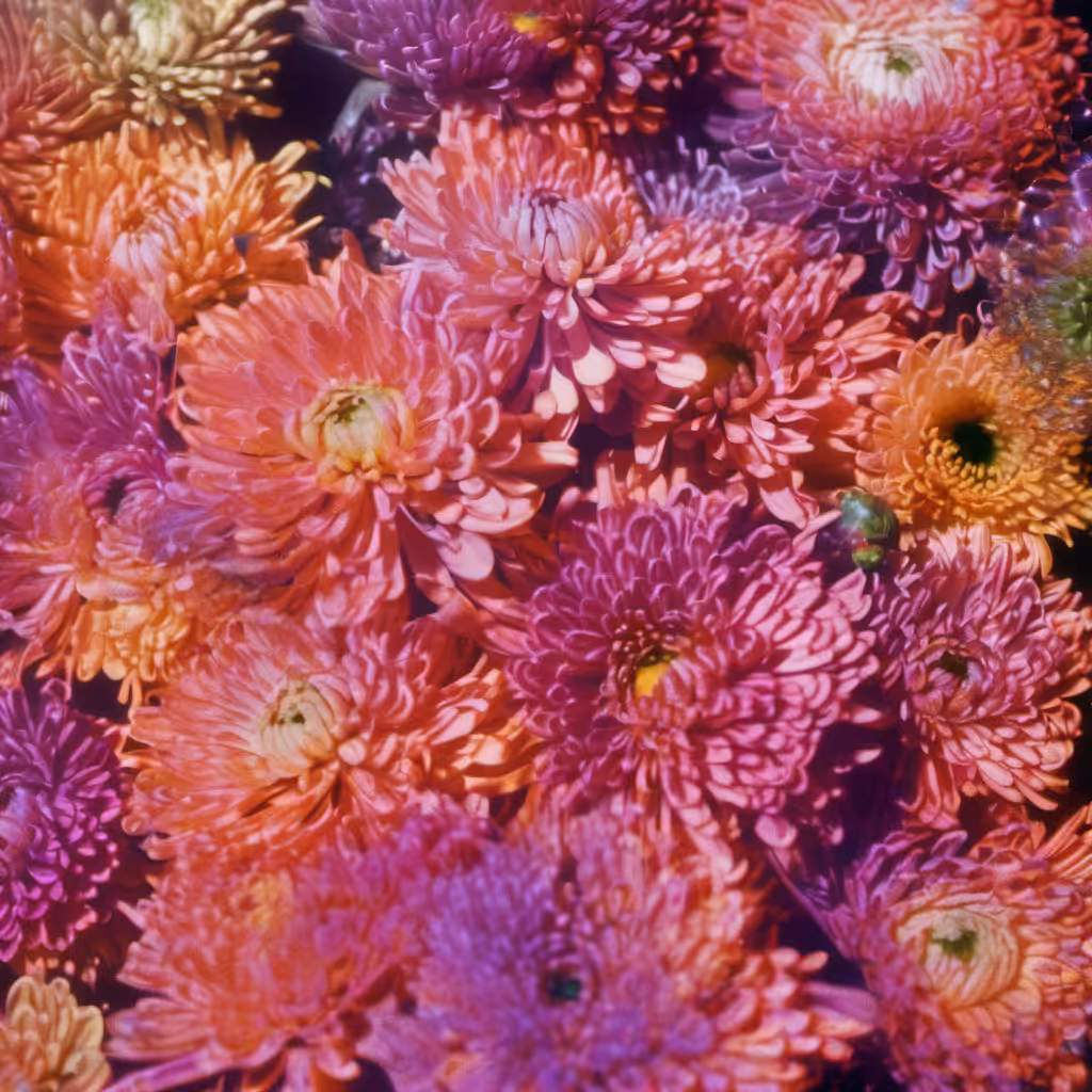 Bloom #12