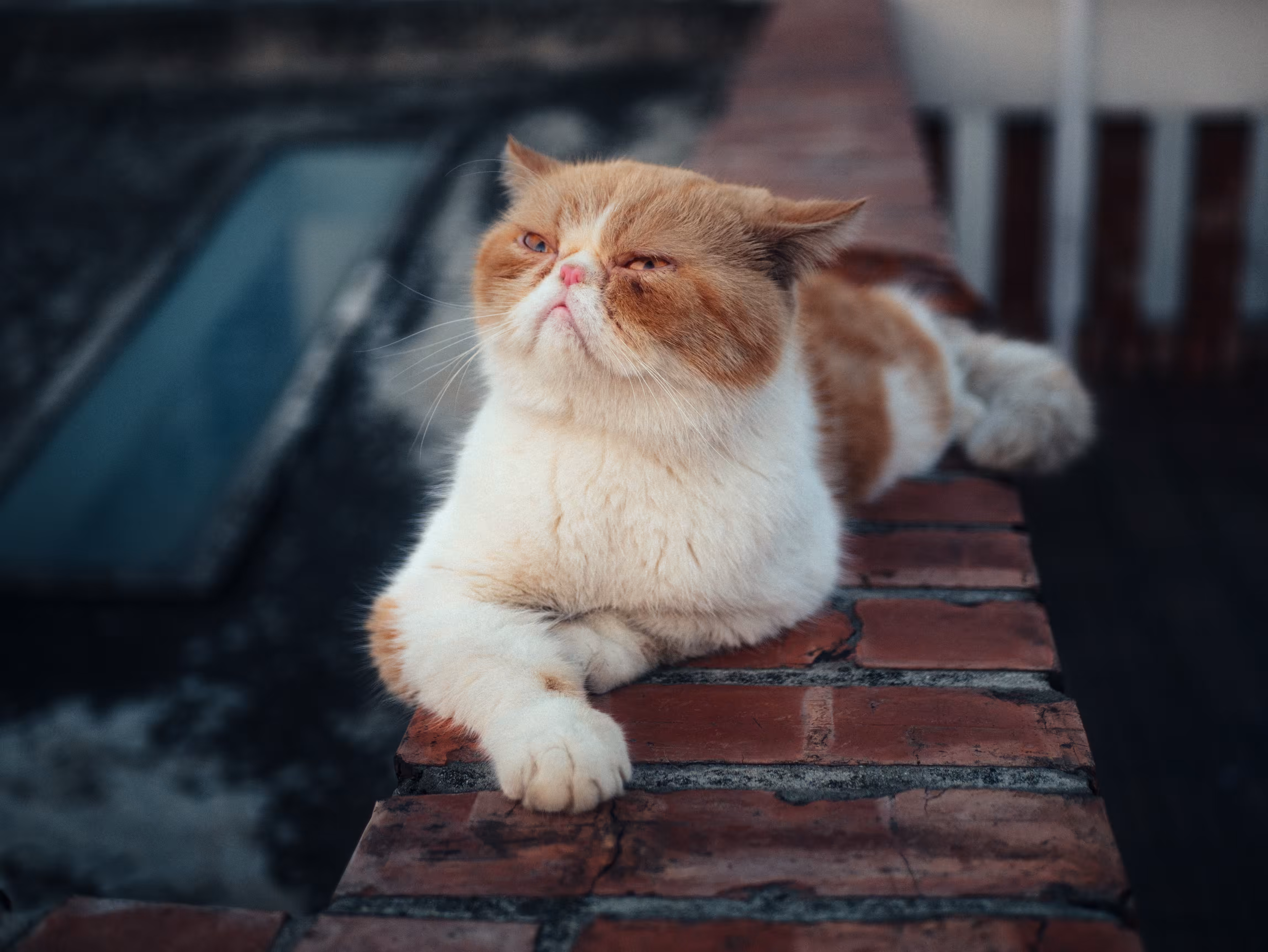 Shifu
